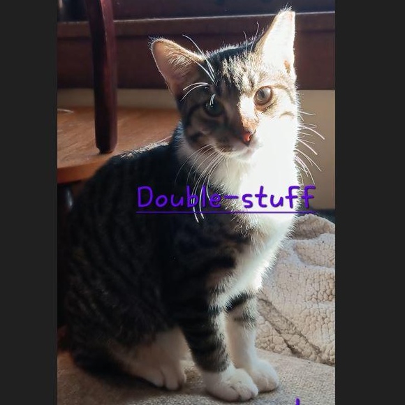 Doublestuff, Adoptable, Kitten Male Domestic Short Hair.