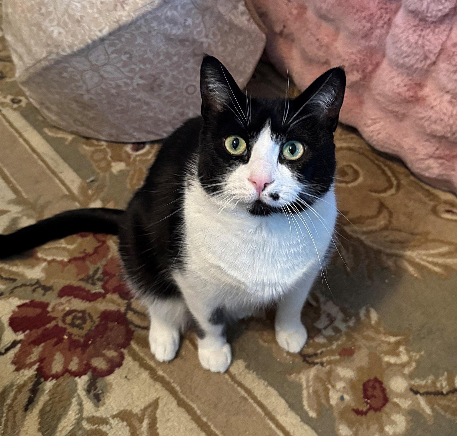 MONROE -#1873 - Offered by Owner- B & W Beauty, a Adoptable mixed breed in Hillsboro, OR image 1/3