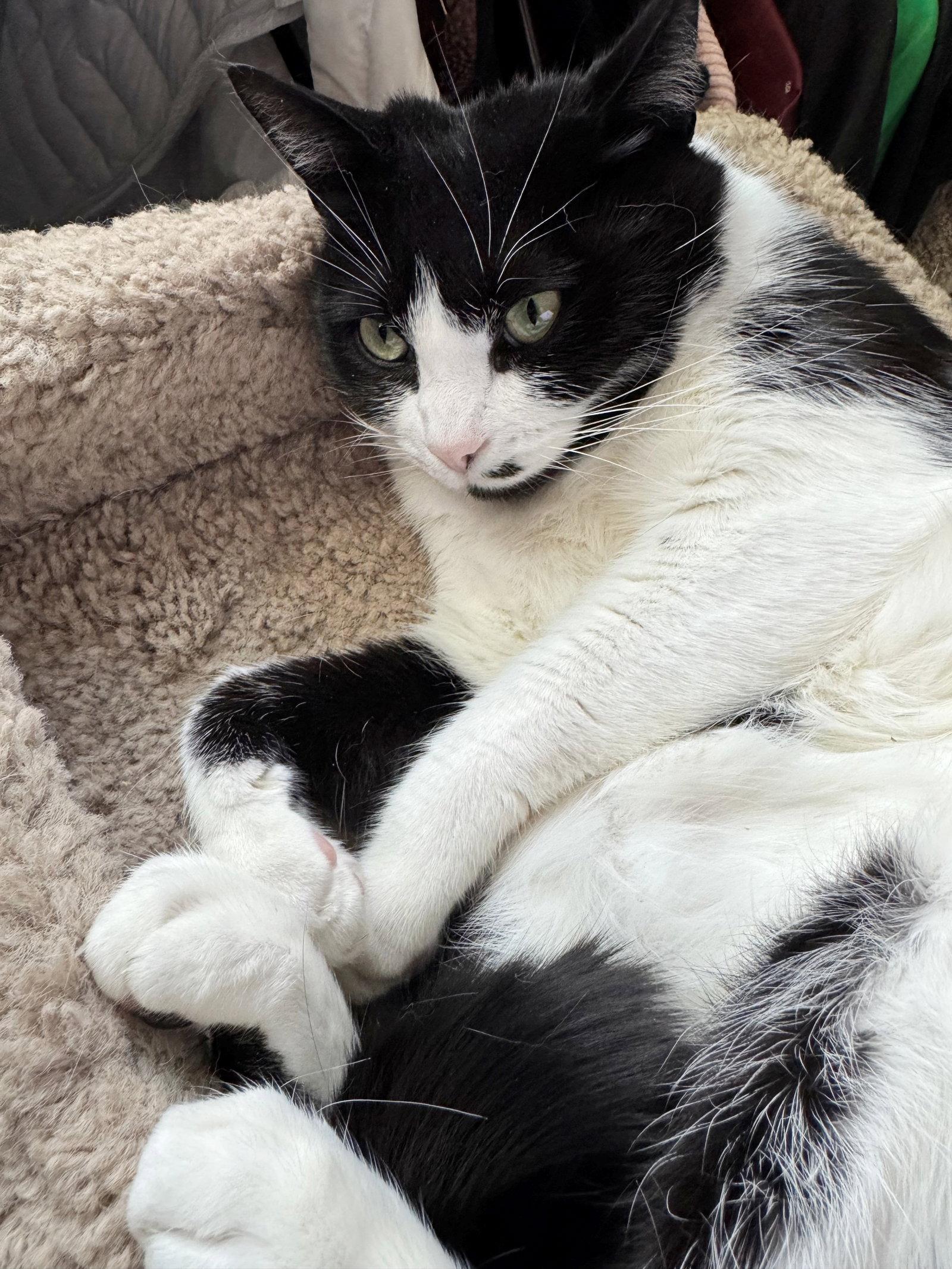 MONROE -#1873 - Offered by Owner- B & W Beauty, a Adoptable mixed breed in Hillsboro, OR image 2/3