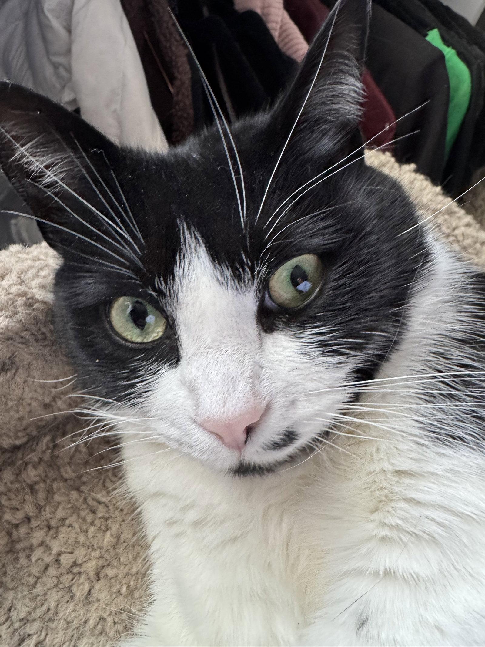 MONROE -#1873 - Offered by Owner- B & W Beauty, a Adoptable mixed breed in Hillsboro, OR image 3/3