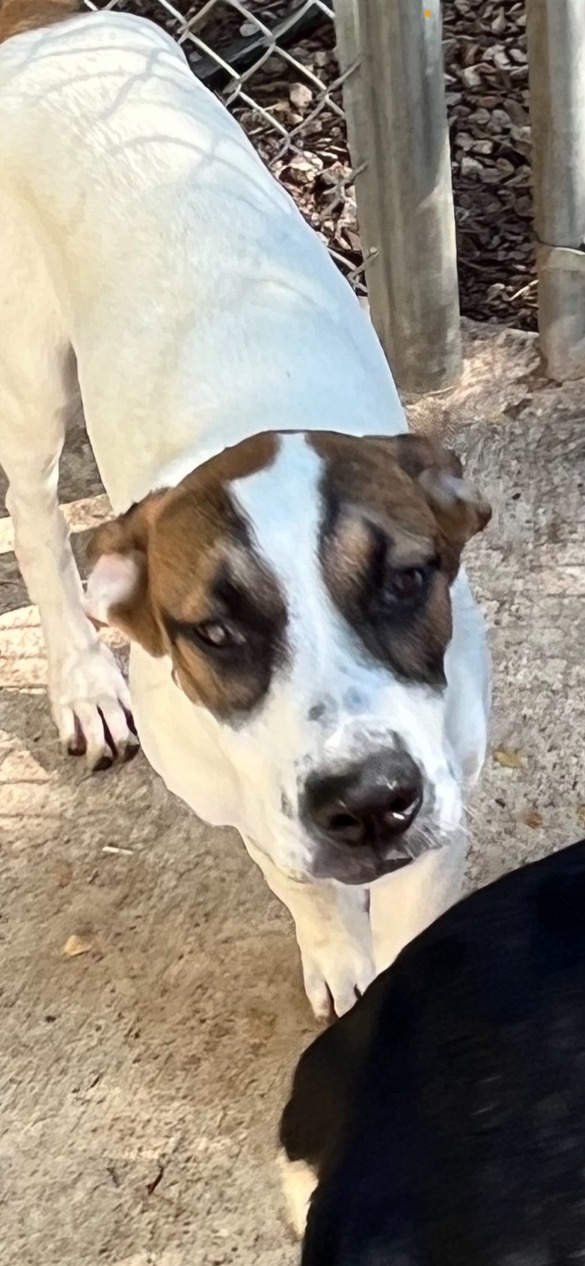 Enlarge Koopa, a Adoptable mixed breed in Magnolia, TX image 1/1