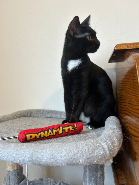Sakura, an adopted Domestic Short Hair in Miami, FL_image-1
