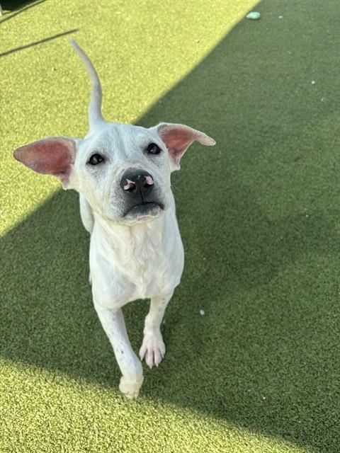 Enlarge NIGEL, a Adoptable mixed breed in Pasadena, TX image 1/1