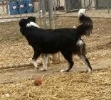 Enlarge Shiloh, a ADOPTABLE Border Collie in Glasgow, KY image 2/3