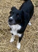 Enlarge Shiloh, a ADOPTABLE Border Collie in Glasgow, KY image 1/3
