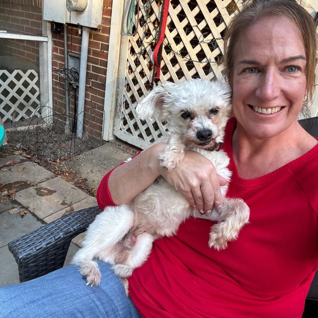 Enlarge Scamp, a Adoptable Poodle in Durham, NC image 1/6