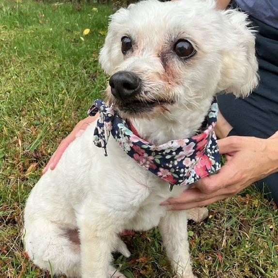 Enlarge Scamp, a Adoptable Poodle in Durham, NC image 3/6