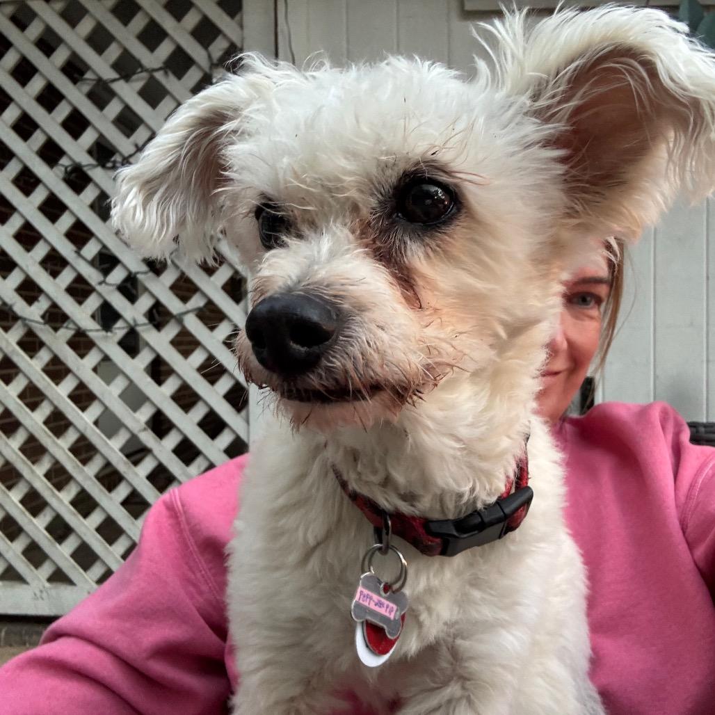 Enlarge Scamp, a Adoptable Poodle in Durham, NC image 4/6