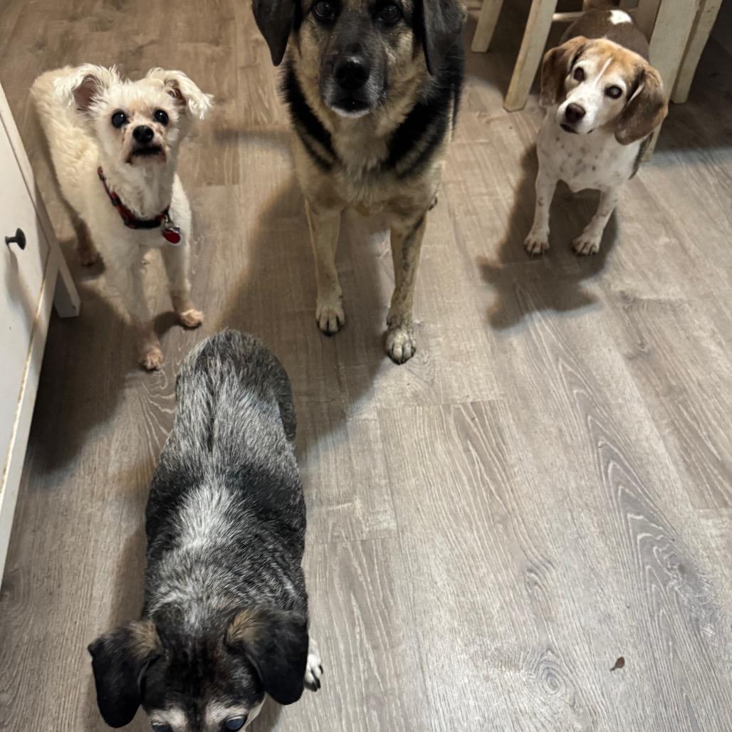 Enlarge Scamp, a Adoptable Poodle in Durham, NC image 5/6