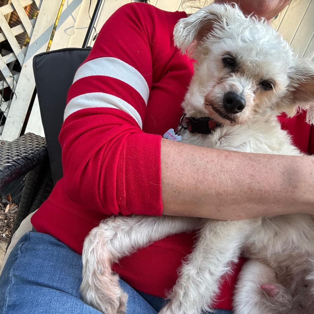 Enlarge Scamp, a Adoptable Poodle in Durham, NC image 6/6