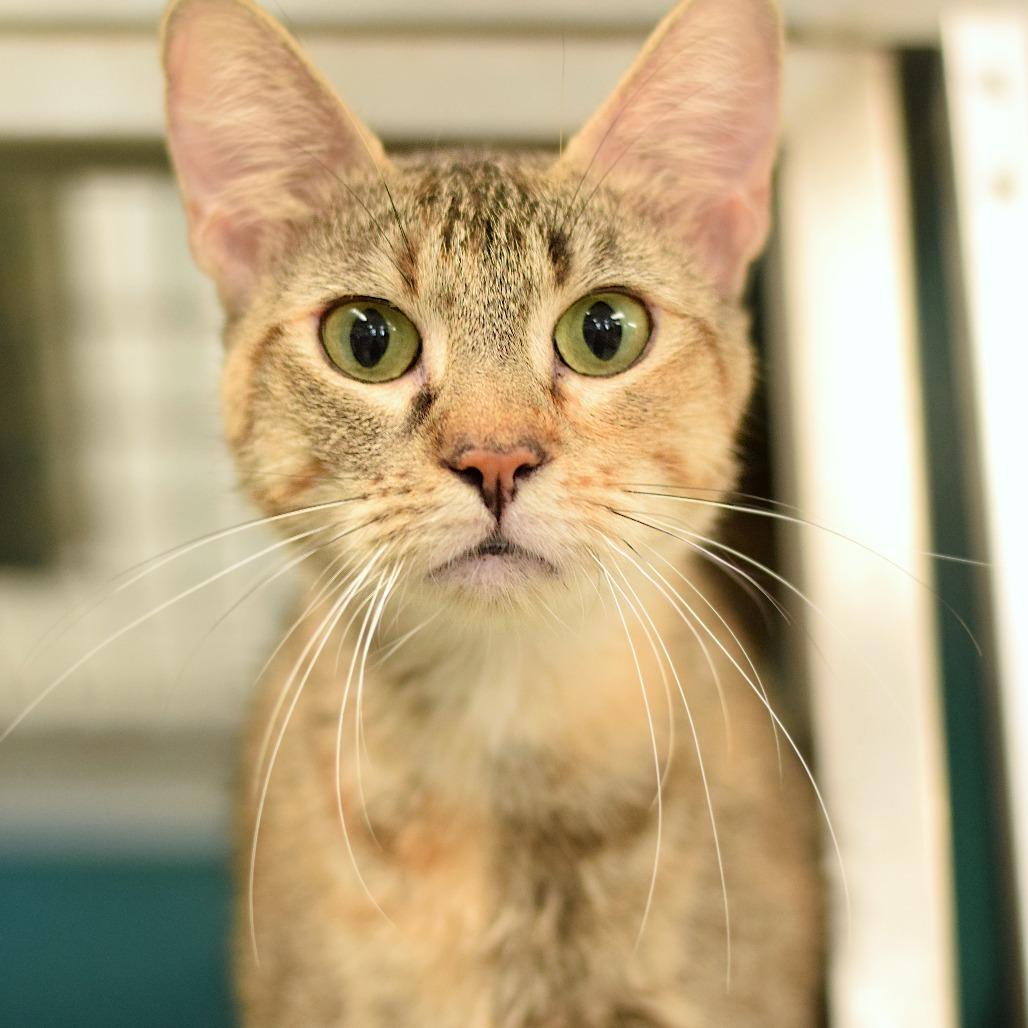 Auren, Adoptable, Young Female Domestic Short Hair.