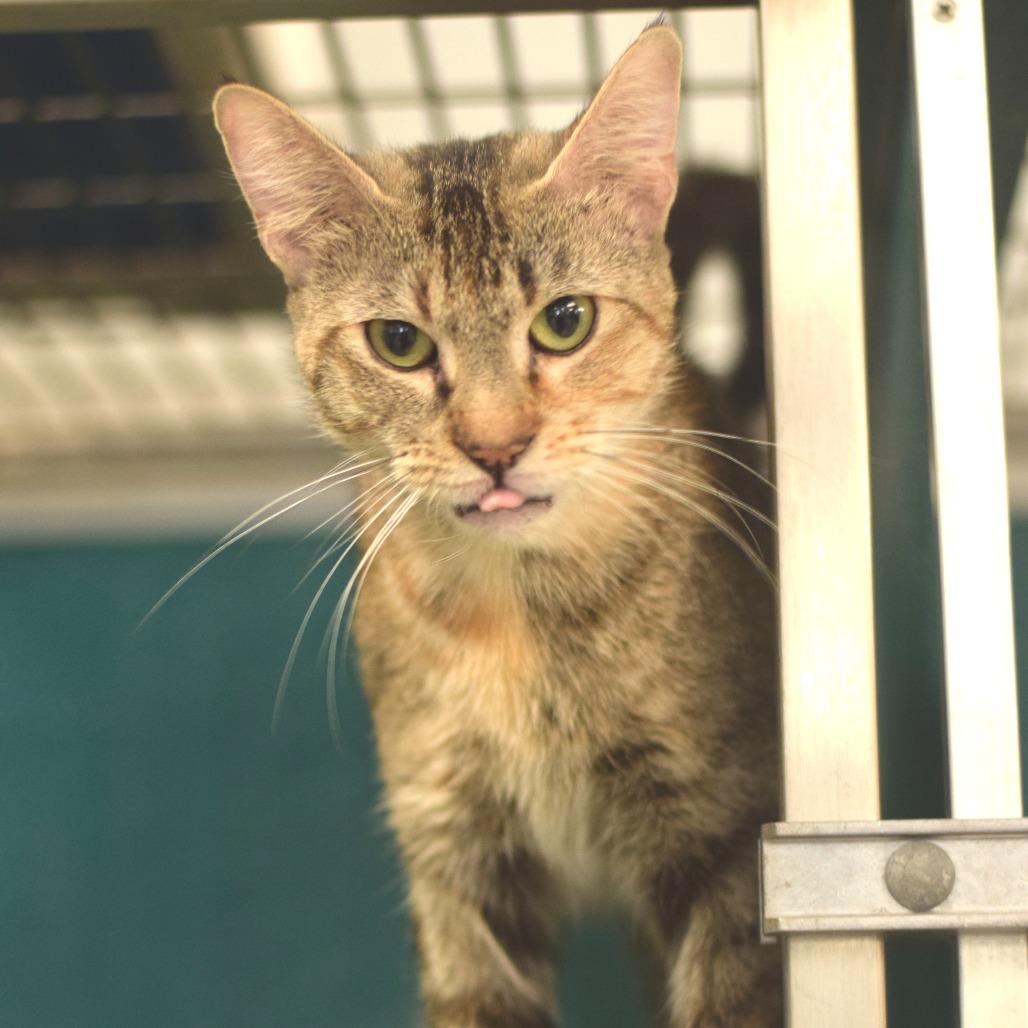 Auren - Belleville PetSmart, a Adoptable Domestic Short Hair in Belleville, IL image 2/3