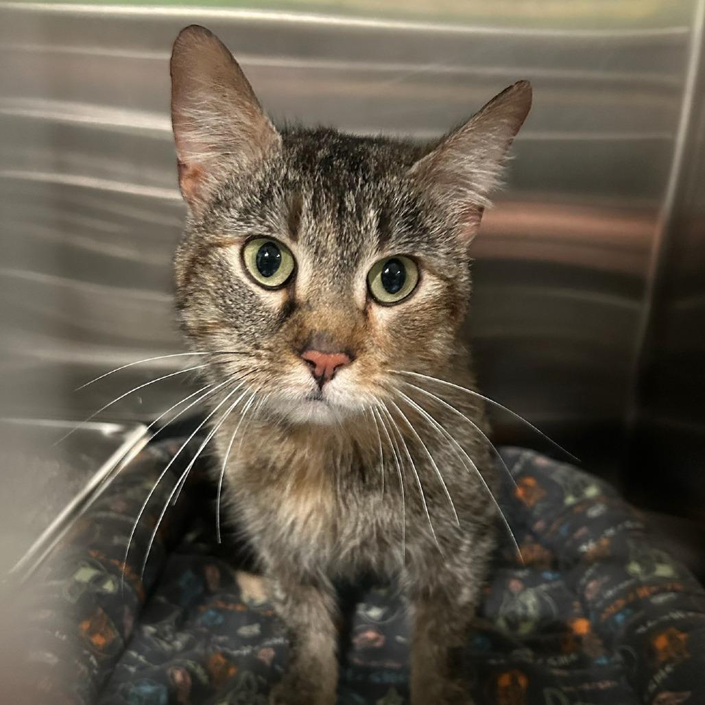 Enlarge Auren, a Adoptable Domestic Short Hair in Belleville, IL image 2/2