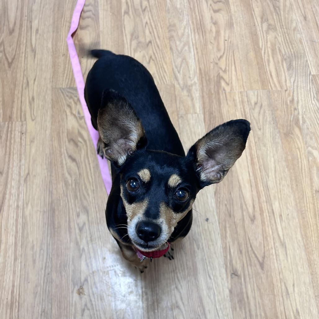 Opal Opulence, Adoptable, Adult Female Chihuahua & Dachshund.