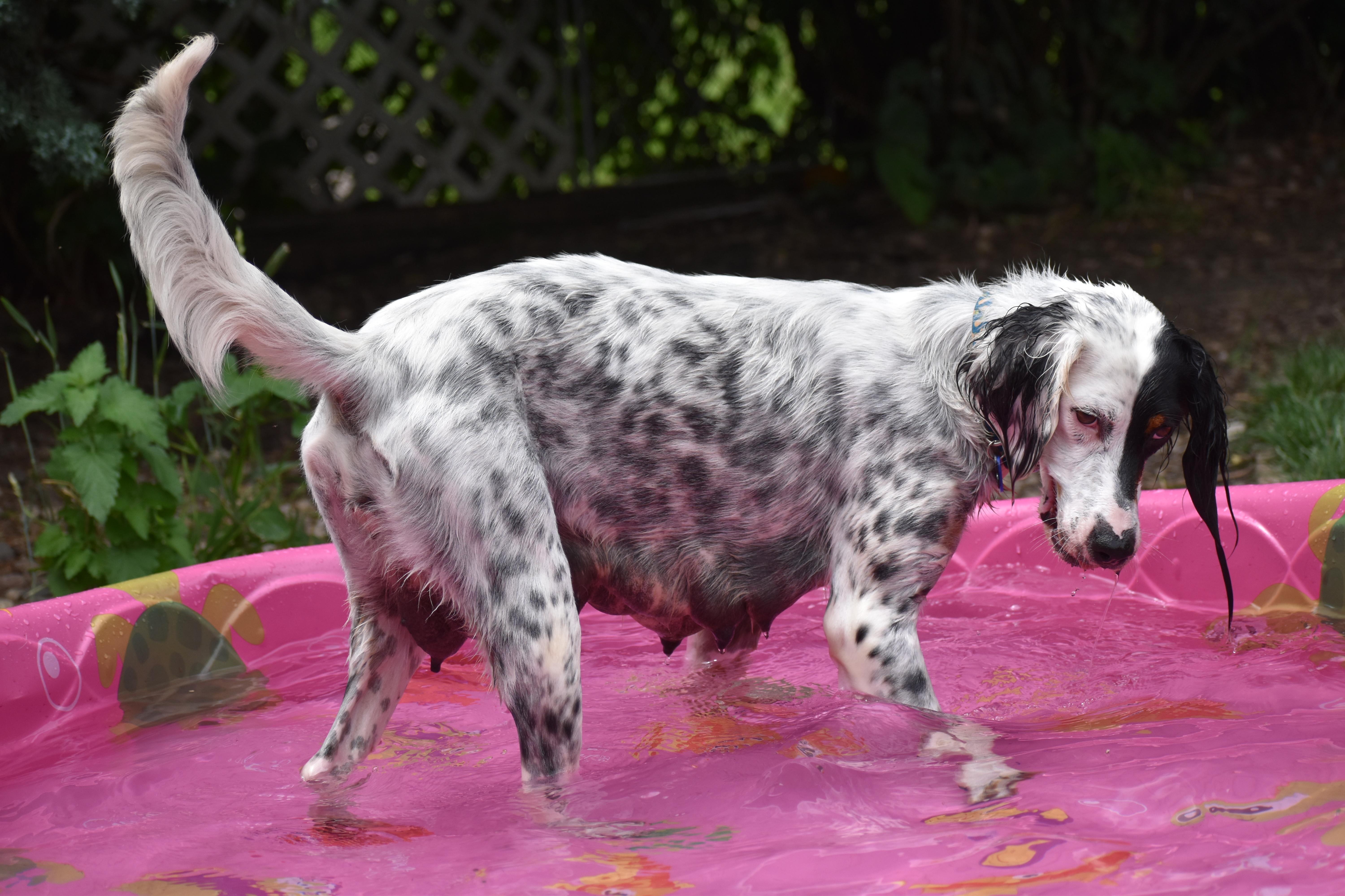 Whitley- Foster to Adopt, a ADOPTABLE English Setter in Wood Dale, IL image 4/6