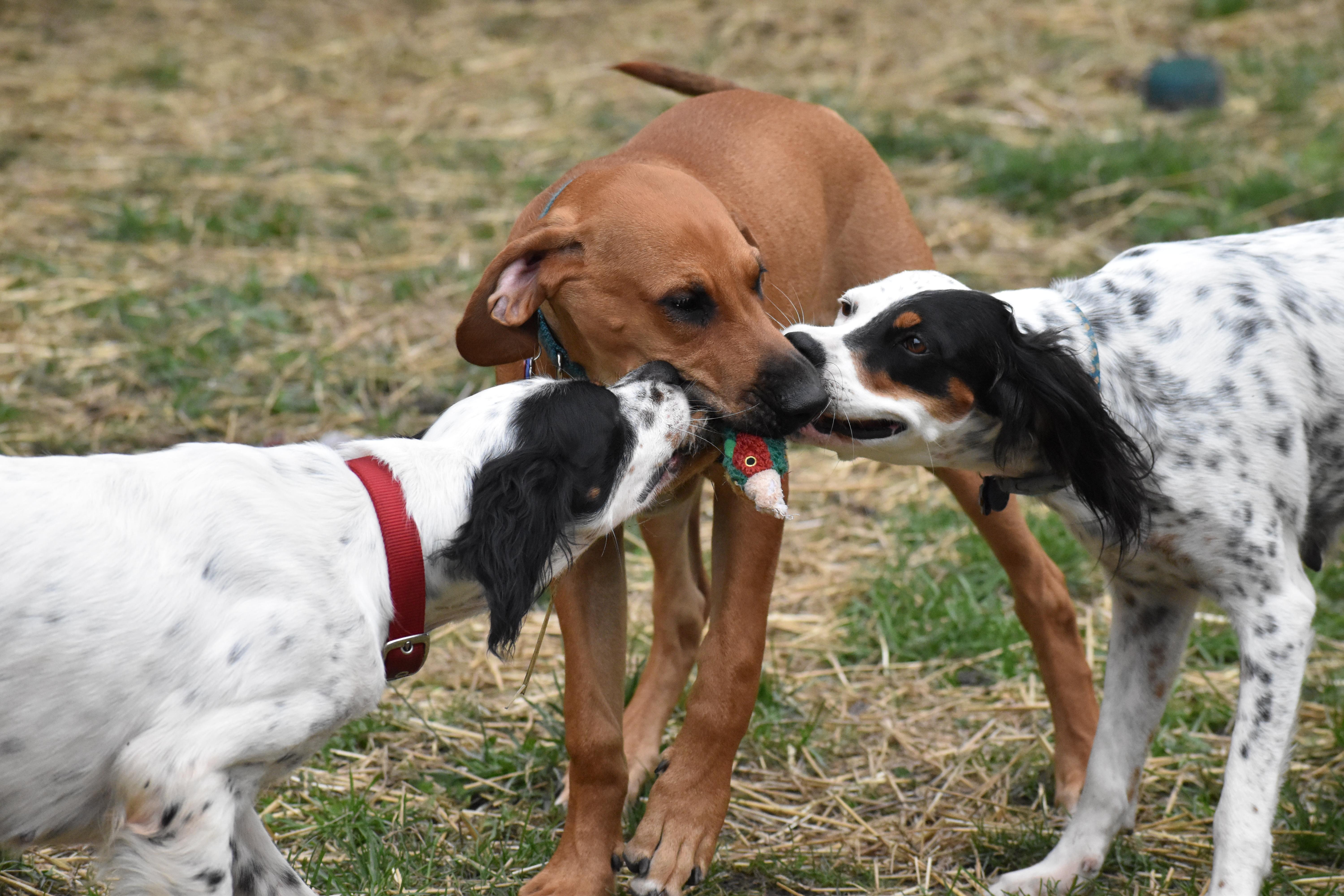 Enlarge Whitley- Foster to Adopt, a Adoptable English Setter in Wood Dale, IL image 4/6