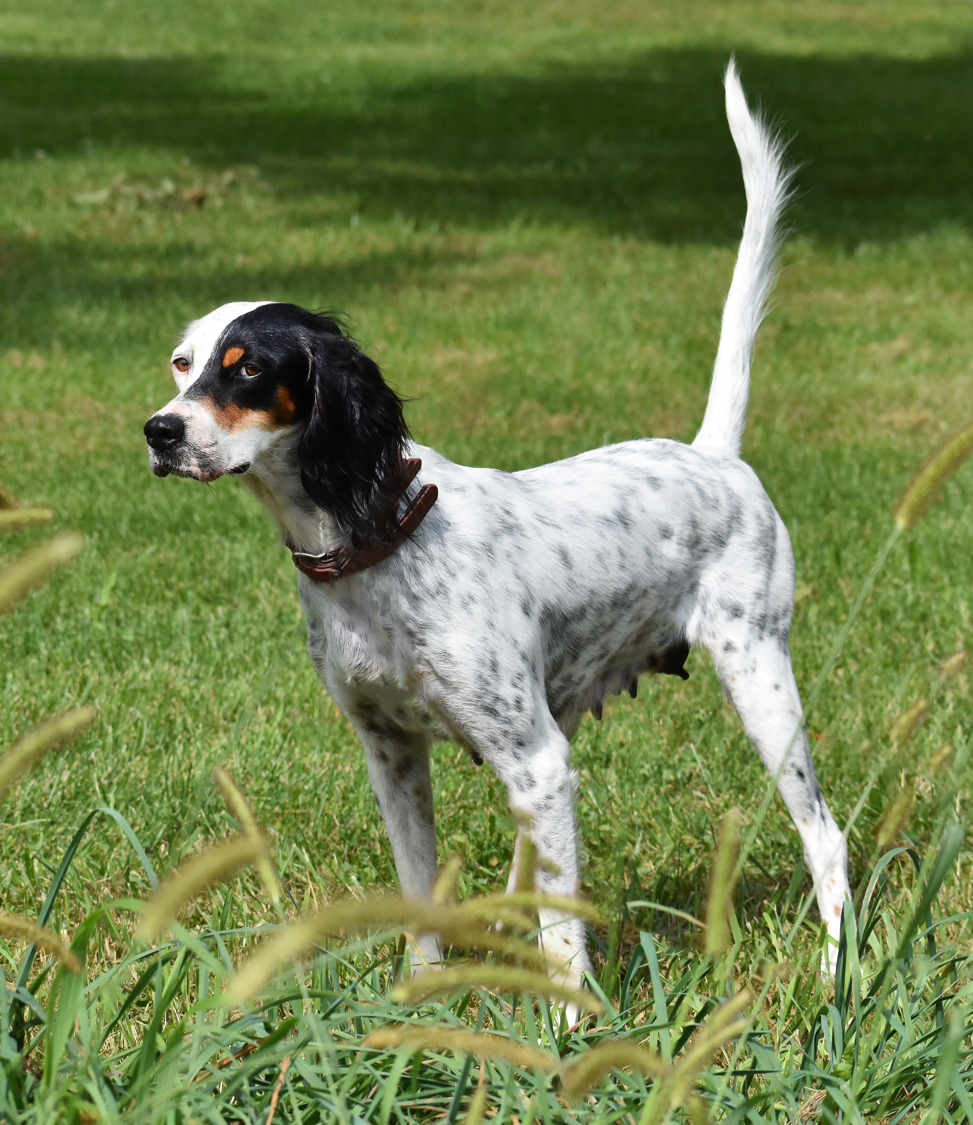Enlarge Whitley- Foster to Adopt, a Adoptable English Setter in Wood Dale, IL image 5/6