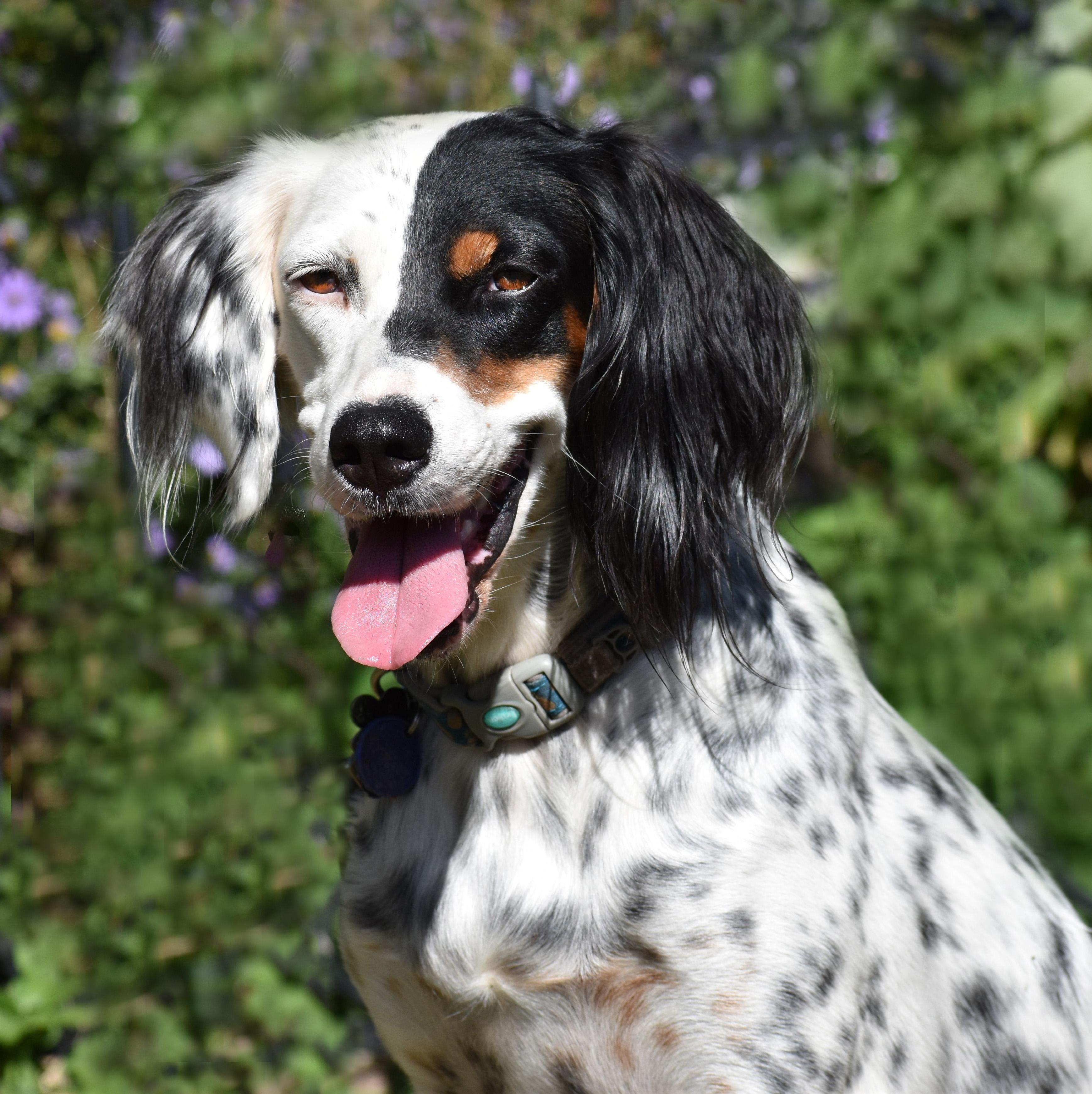 Whitley- Foster to Adopt, Adoptable, Adult Female English Setter.