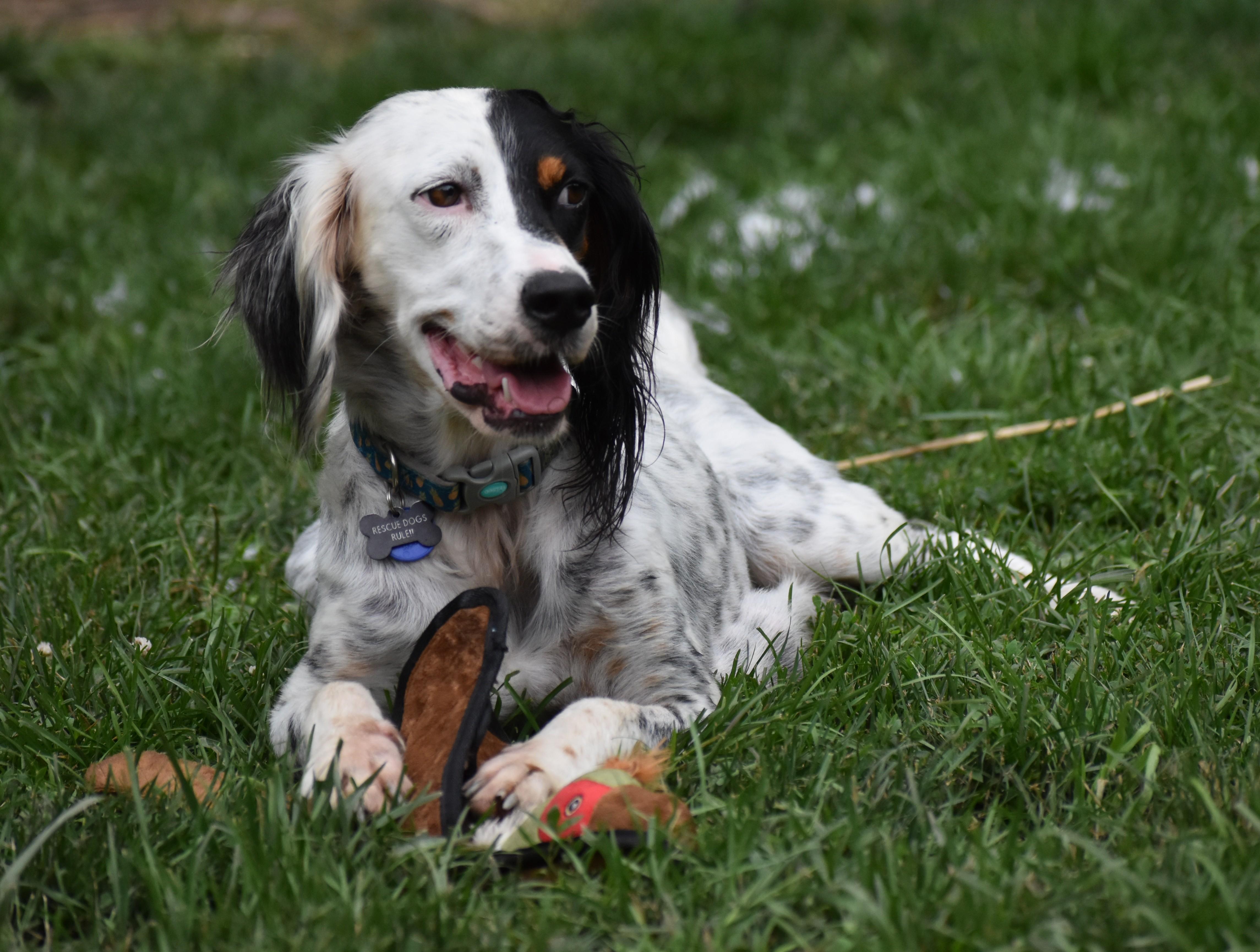 Whitley- Foster to Adopt, a ADOPTABLE English Setter in Wood Dale, IL image 5/6