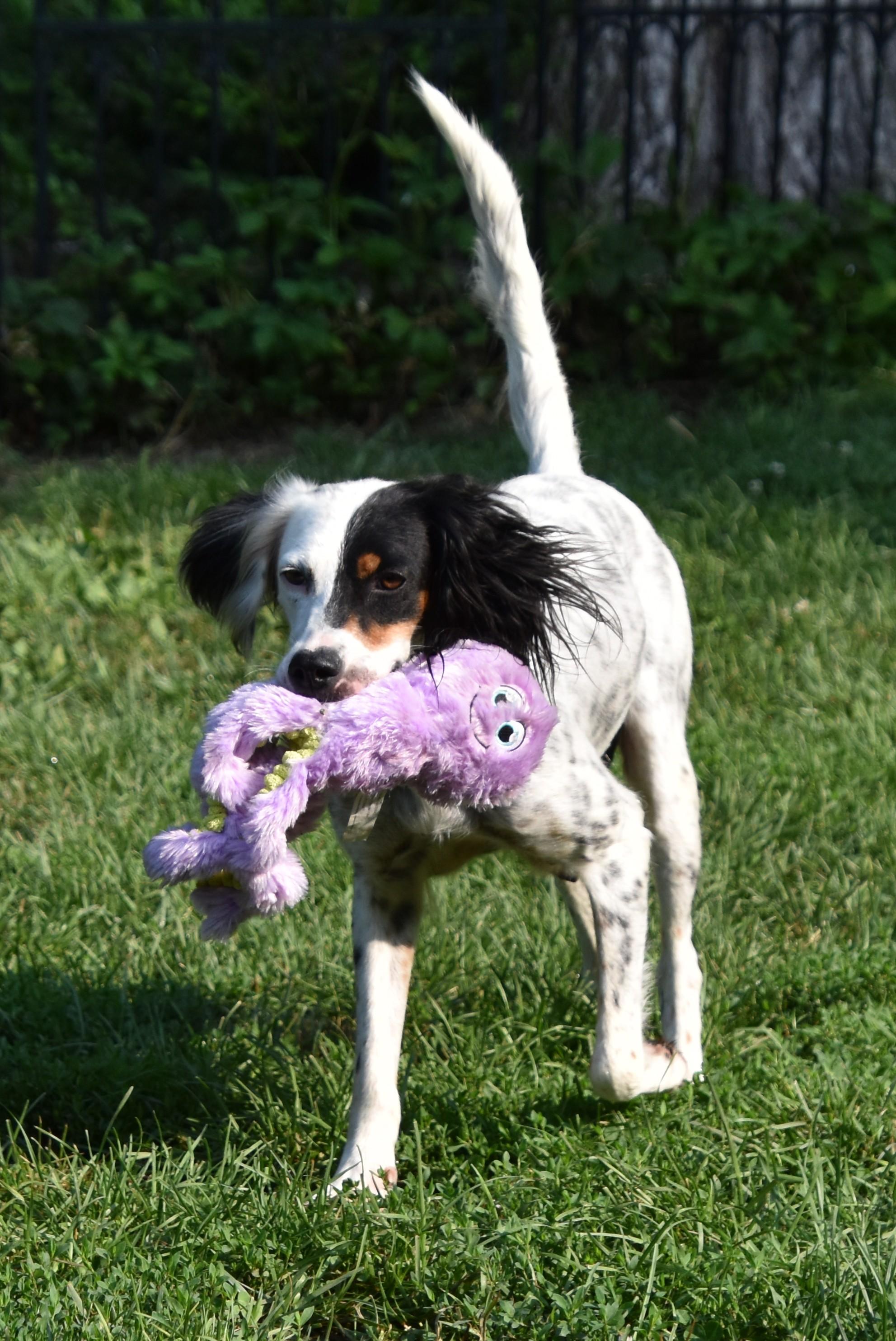 Whitley- Foster to Adopt, a ADOPTABLE English Setter in Wood Dale, IL image 3/6