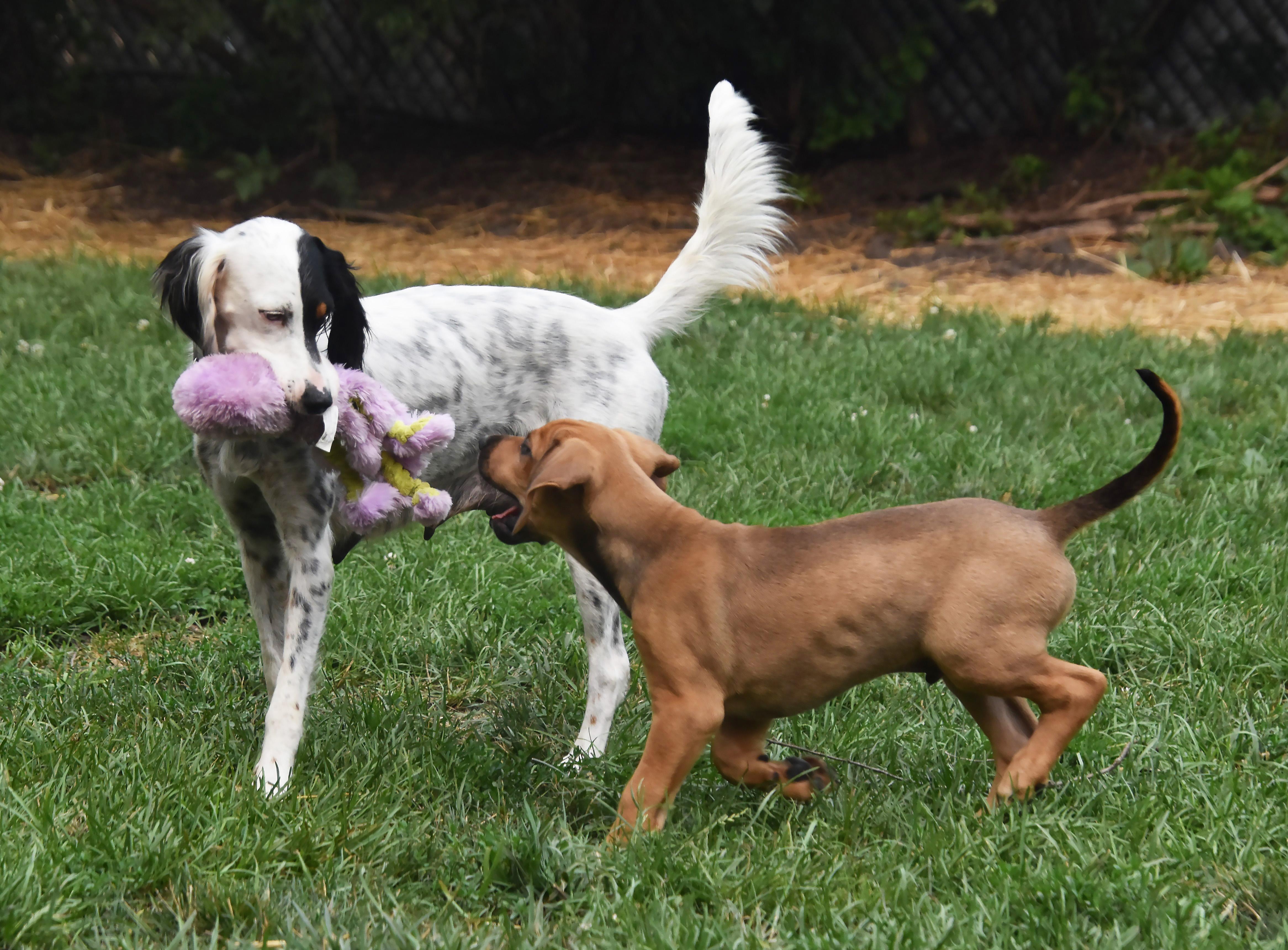 Whitley- Foster to Adopt, a ADOPTABLE English Setter in Wood Dale, IL image 6/6