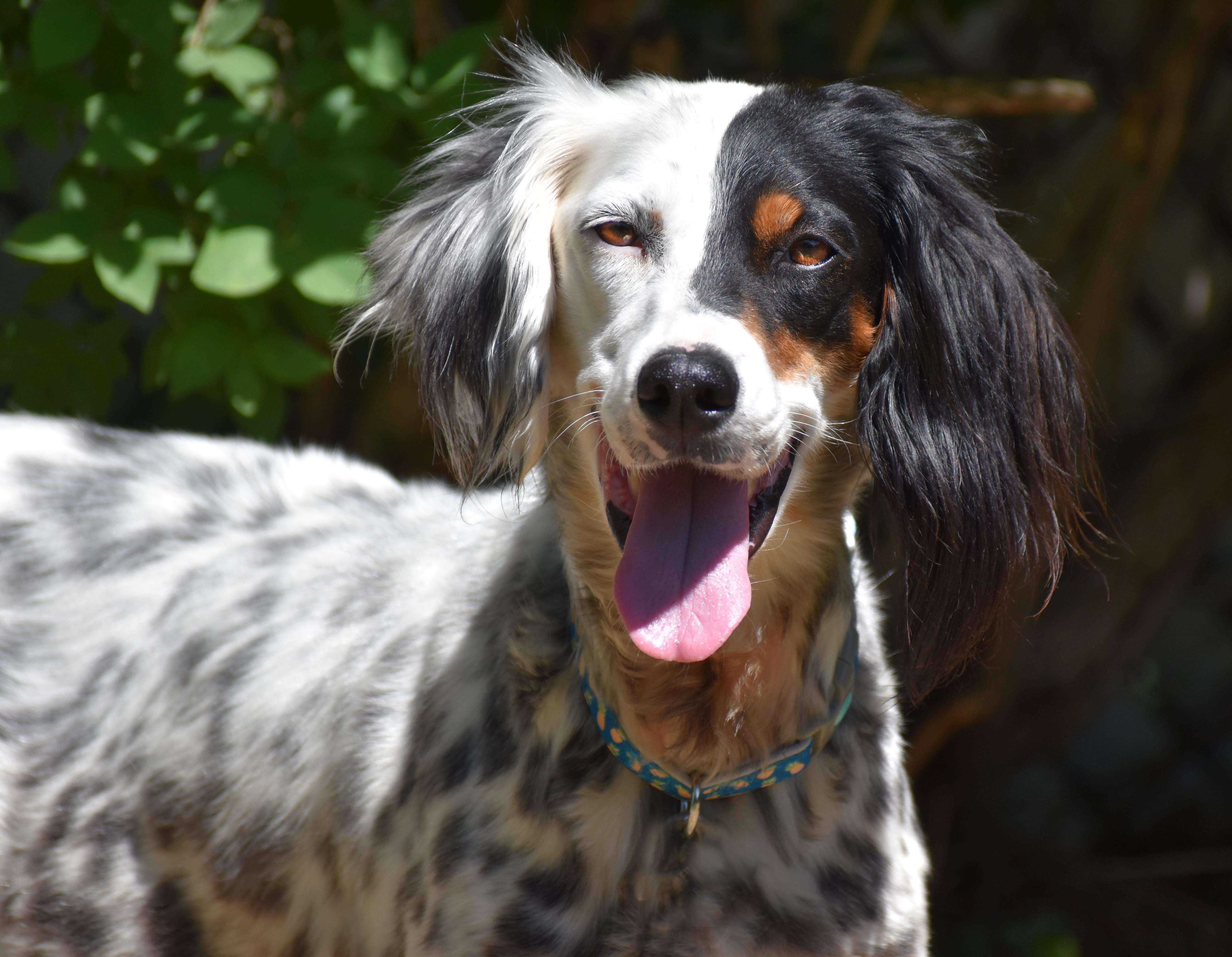 Whitley- Foster to Adopt, a ADOPTABLE English Setter in Wood Dale, IL image 1/6
