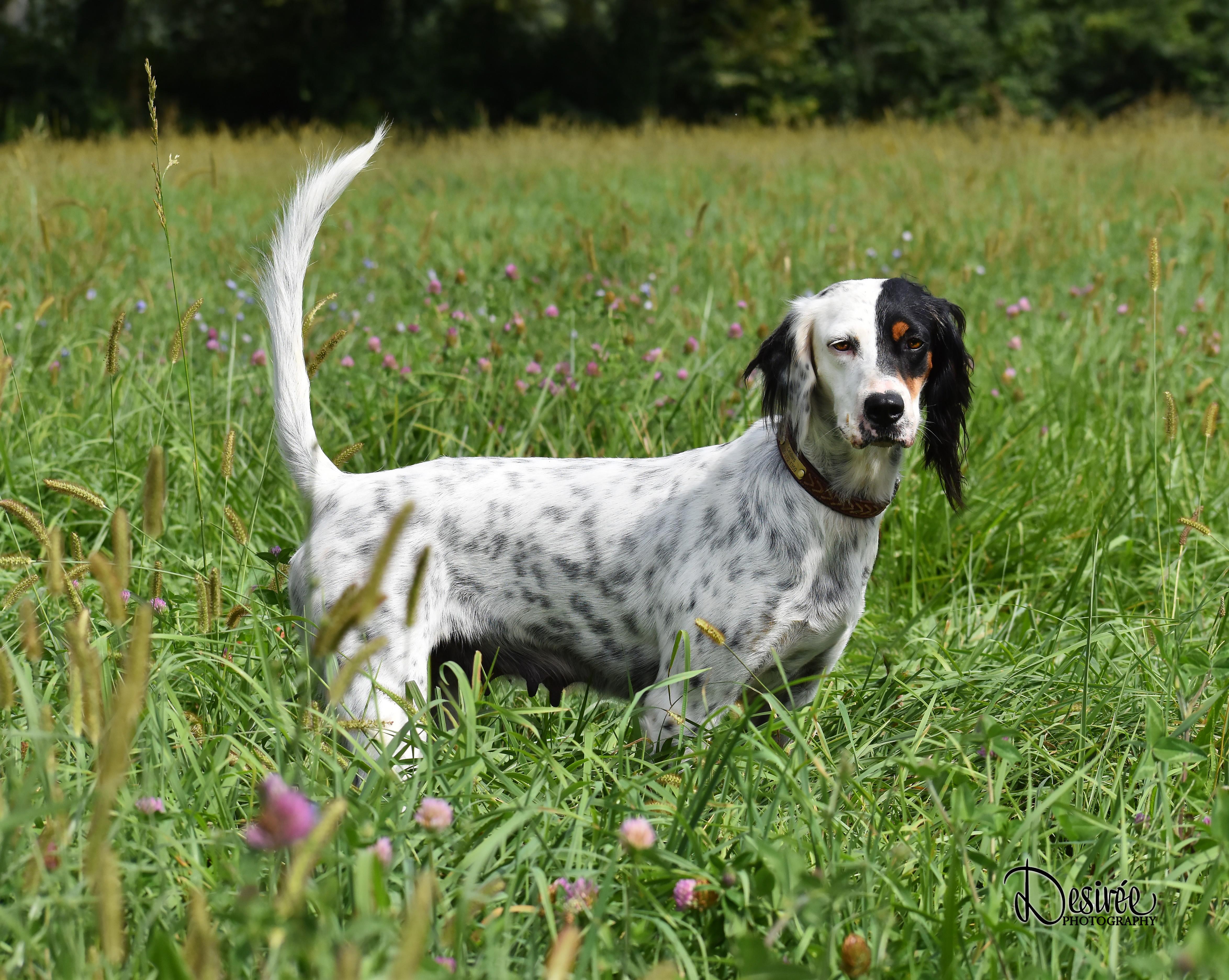 Enlarge Whitley- Foster to Adopt, a Adoptable English Setter in Wood Dale, IL image 6/6