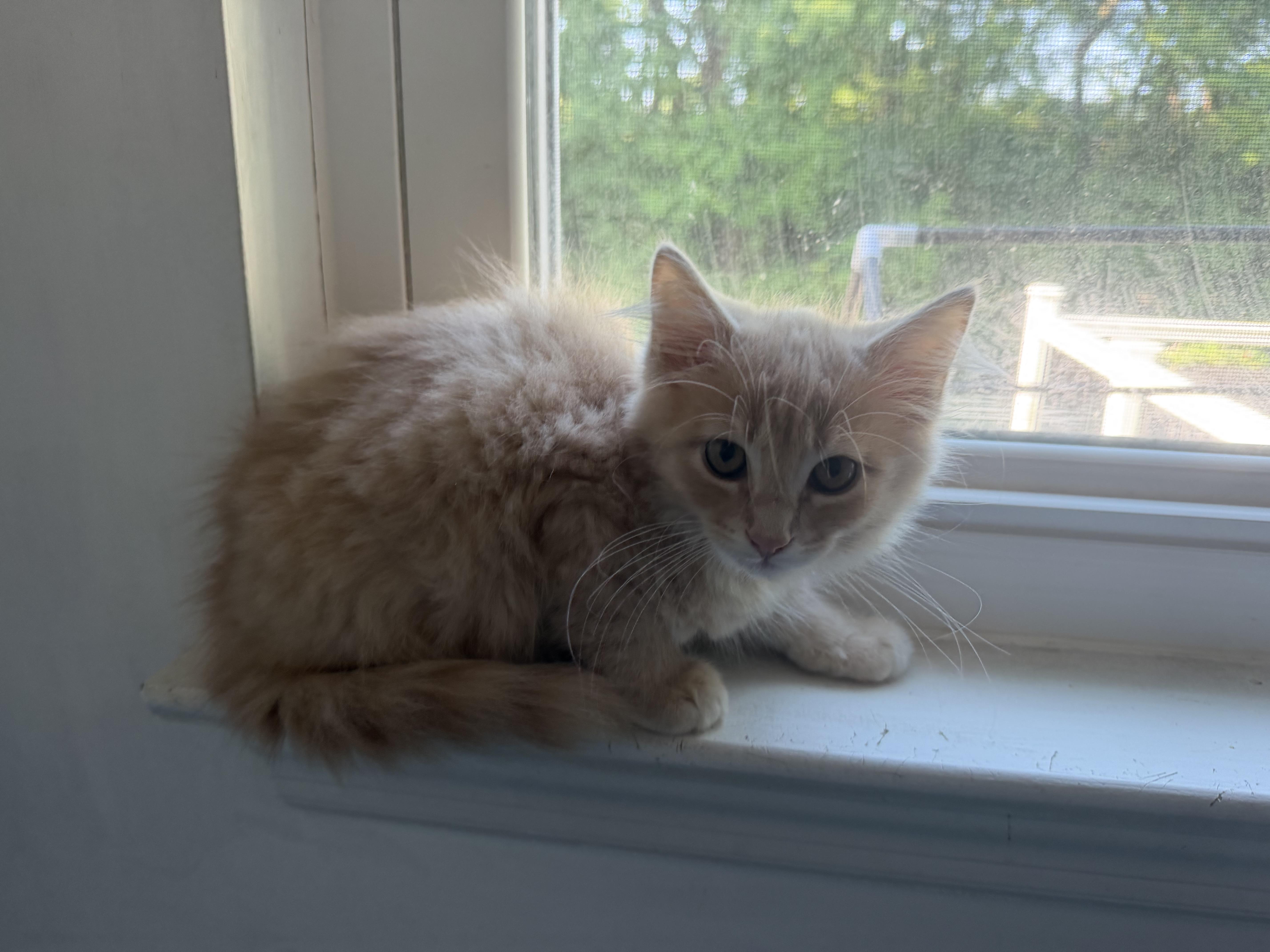 Enlarge Honey Lemon, a Adopted Tabby in Kenhorst, PA image 1/3