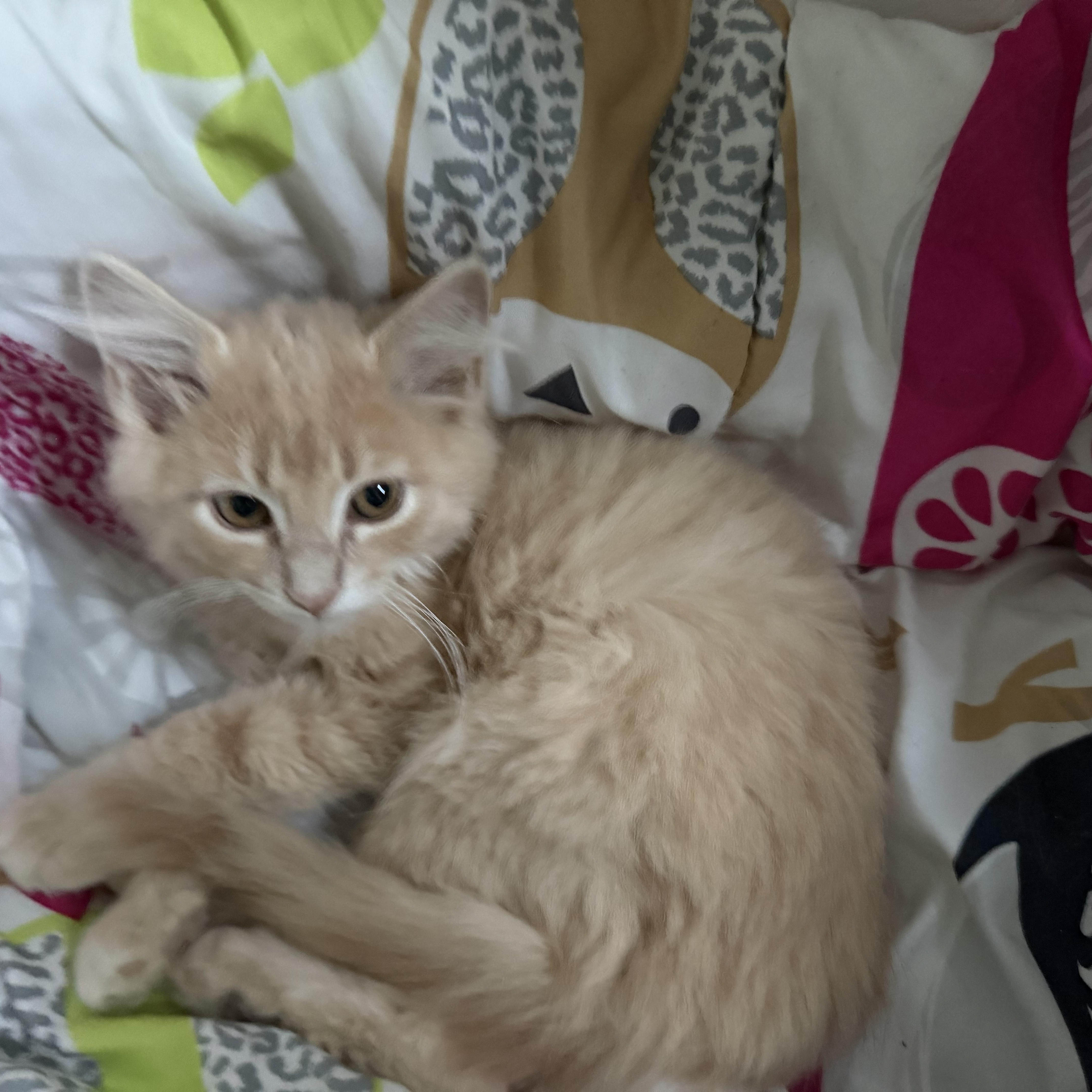Enlarge Honey Lemon, a Adopted Tabby in Kenhorst, PA image 3/3