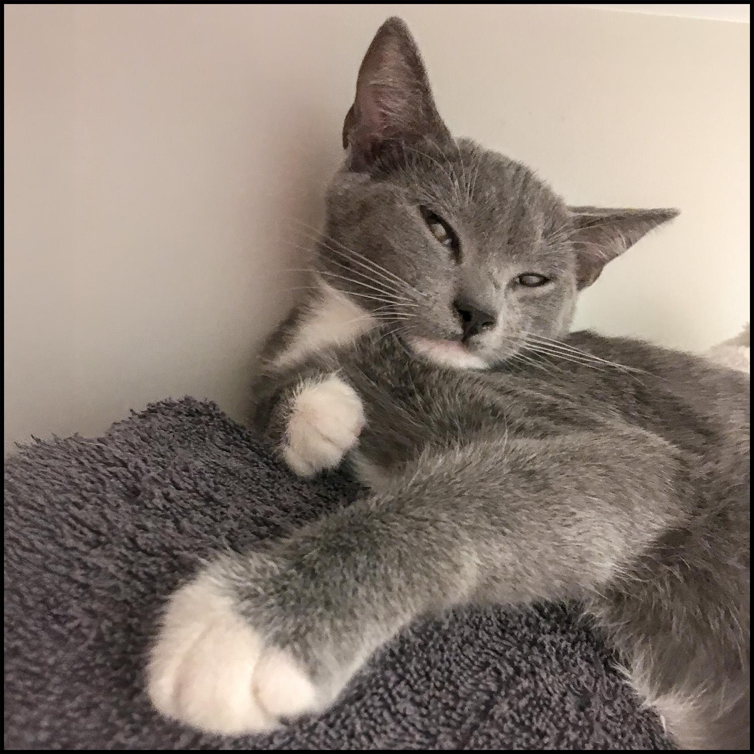 Ari, Adoptable, Young Female Domestic Short Hair.