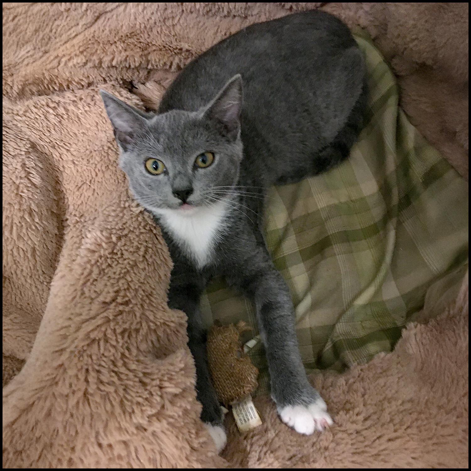 Ari, a Adoptable mixed breed in Roswell, GA image 2/3