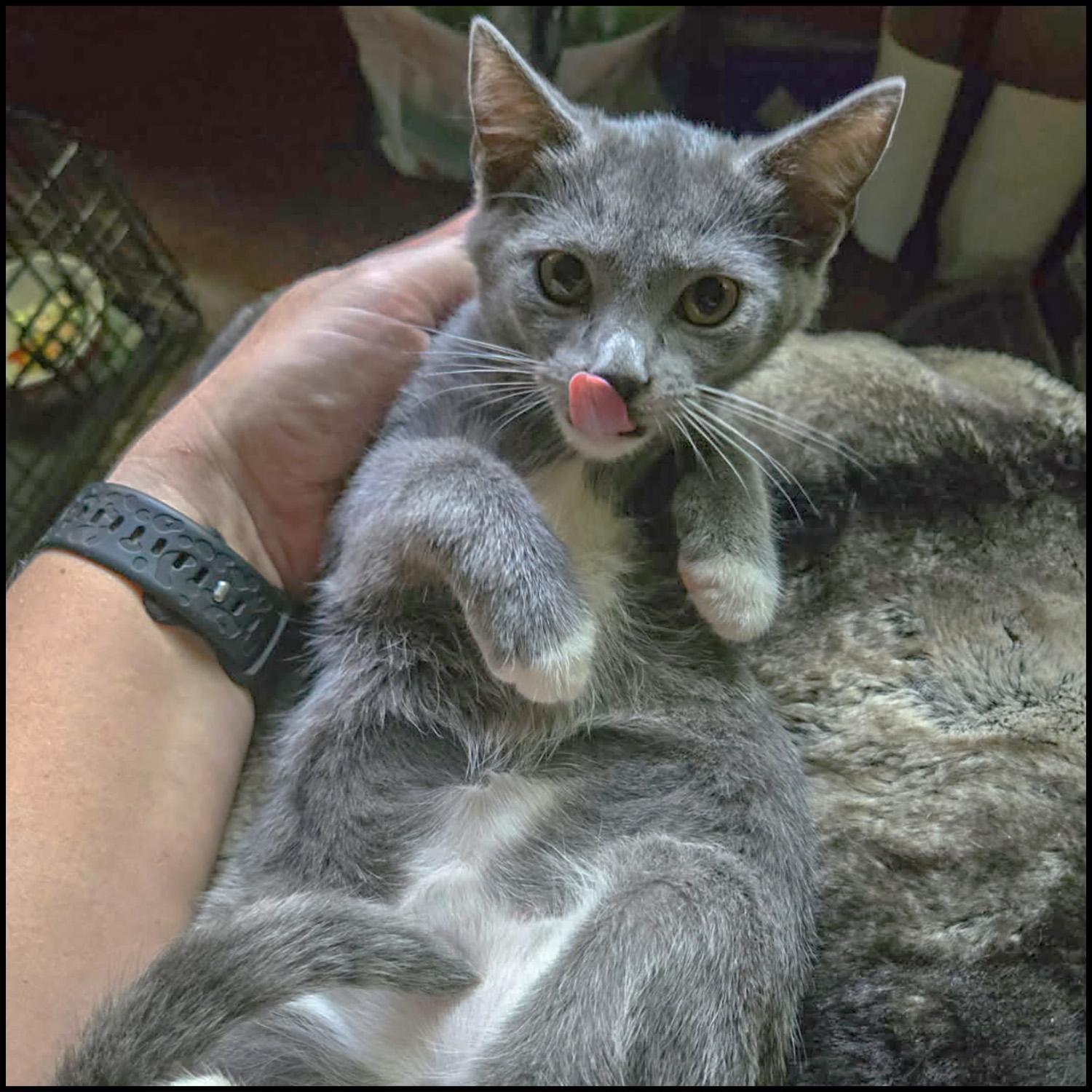 Ari, a Adoptable mixed breed in Roswell, GA image 3/3