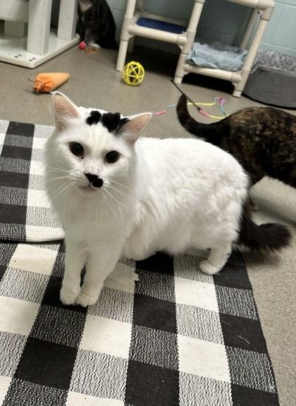 Reese, Adoptable, Adult Female Domestic Long Hair & Domestic Short Hair.