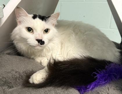 Enlarge Reese, a Adoptable mixed breed in Palm Coast, FL image 3/3