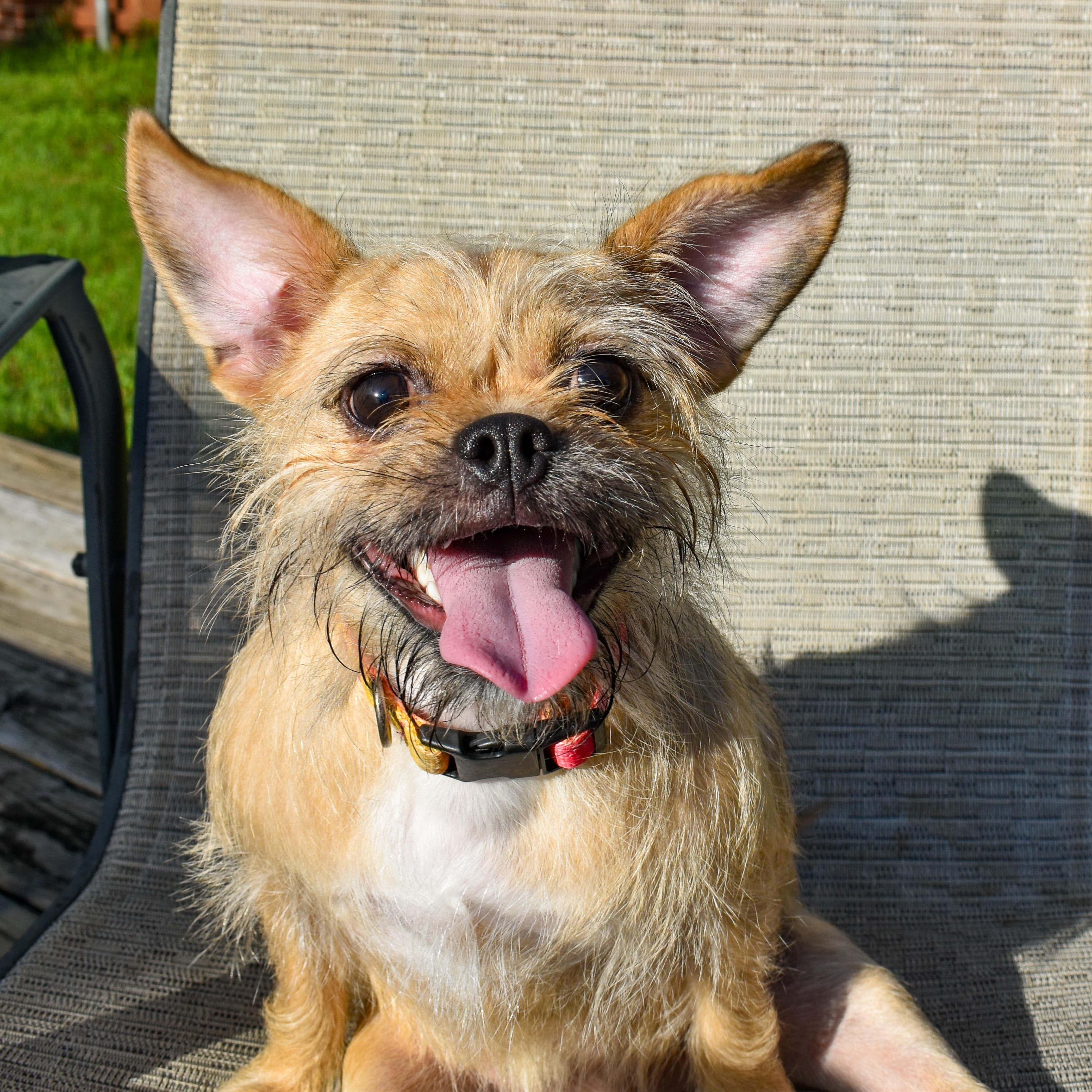 Quinn, a Adoptable mixed breed in Wimberley, TX image 5/5