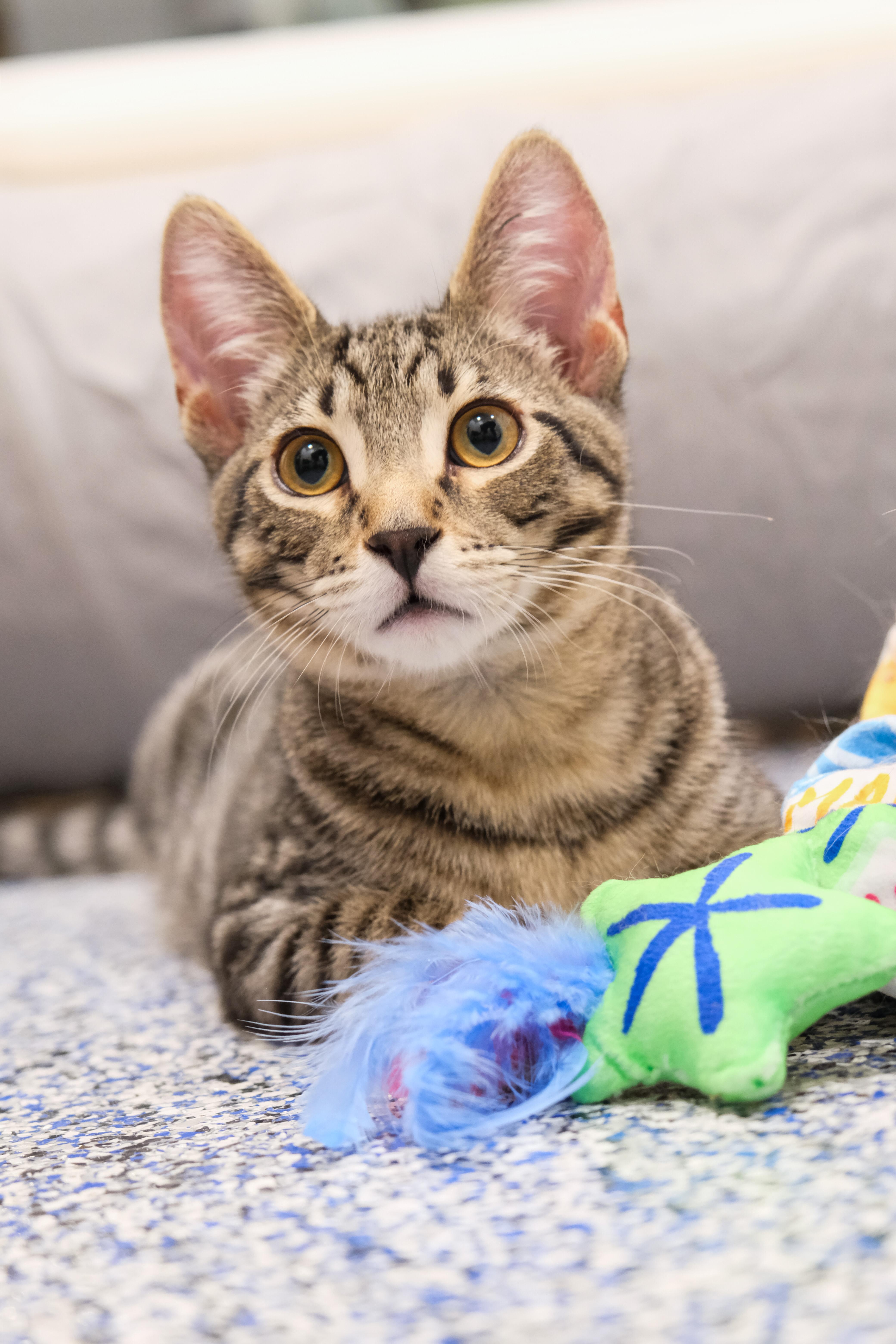 Luke, a Adoptable Domestic Short Hair in Newport Beach, CA image 5/6