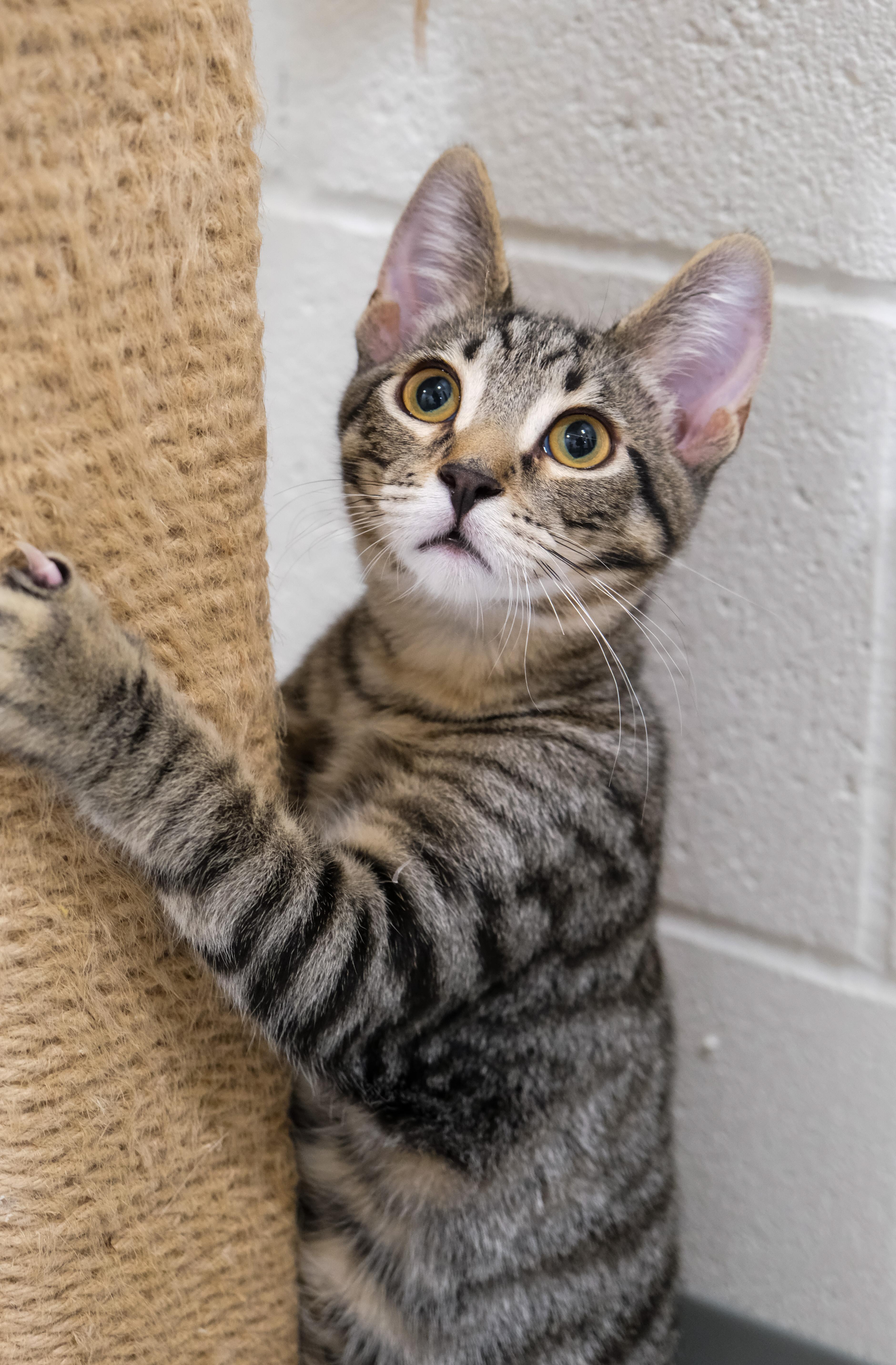 Luke, a Adoptable Domestic Short Hair in Newport Beach, CA image 3/6