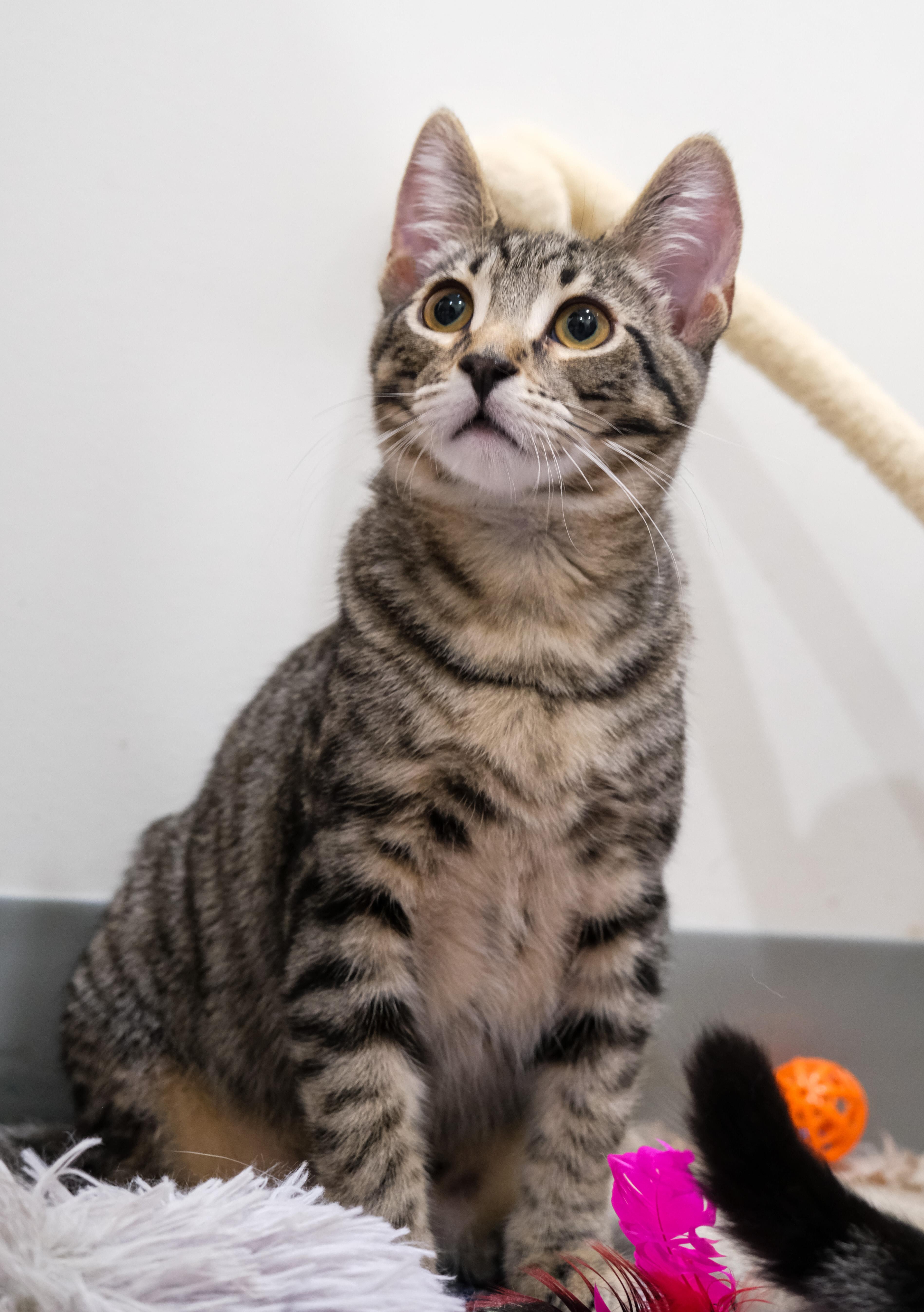 Luke, a Adoptable Domestic Short Hair in Newport Beach, CA image 4/6