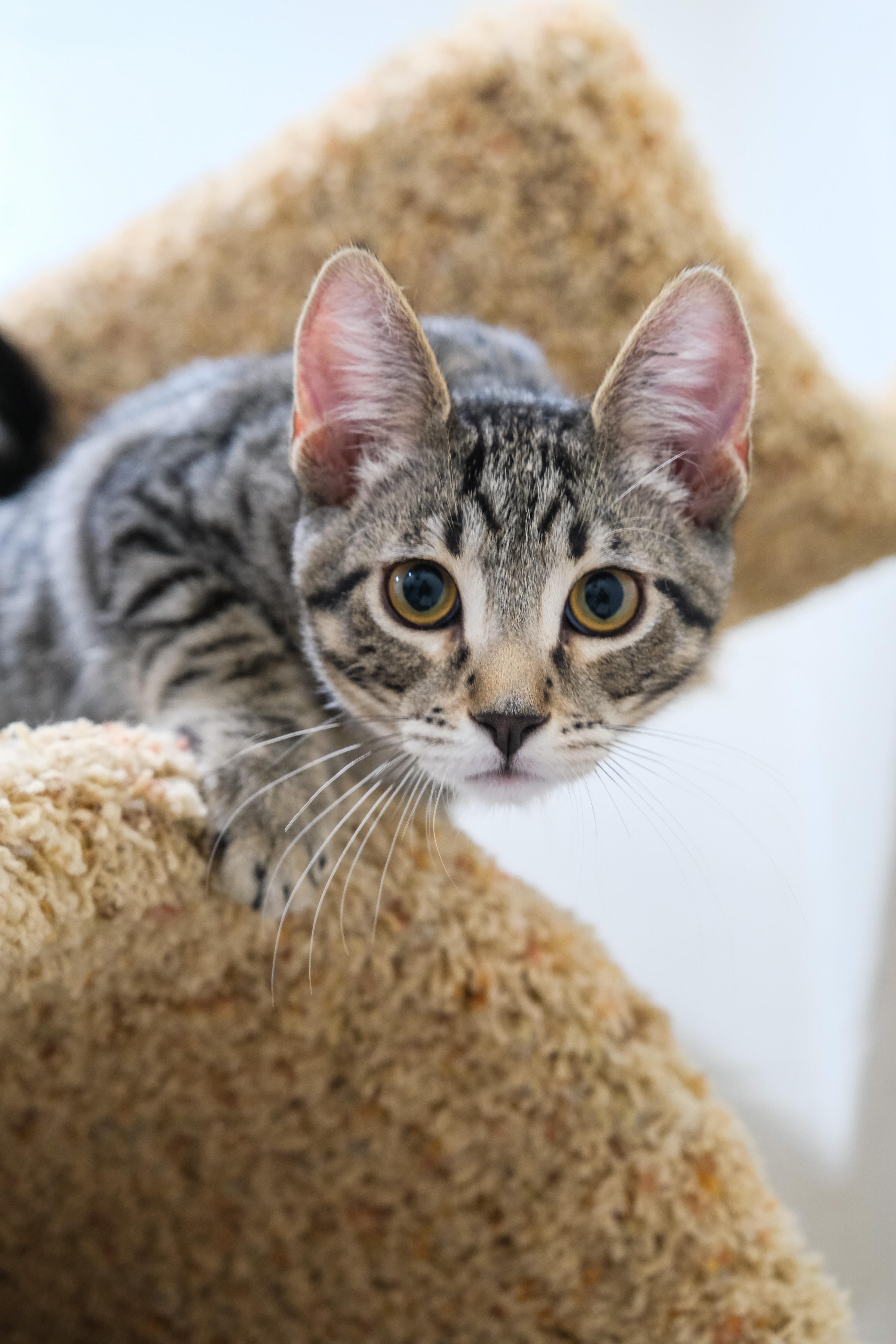 Luke, a Adoptable Domestic Short Hair in Newport Beach, CA image 6/6