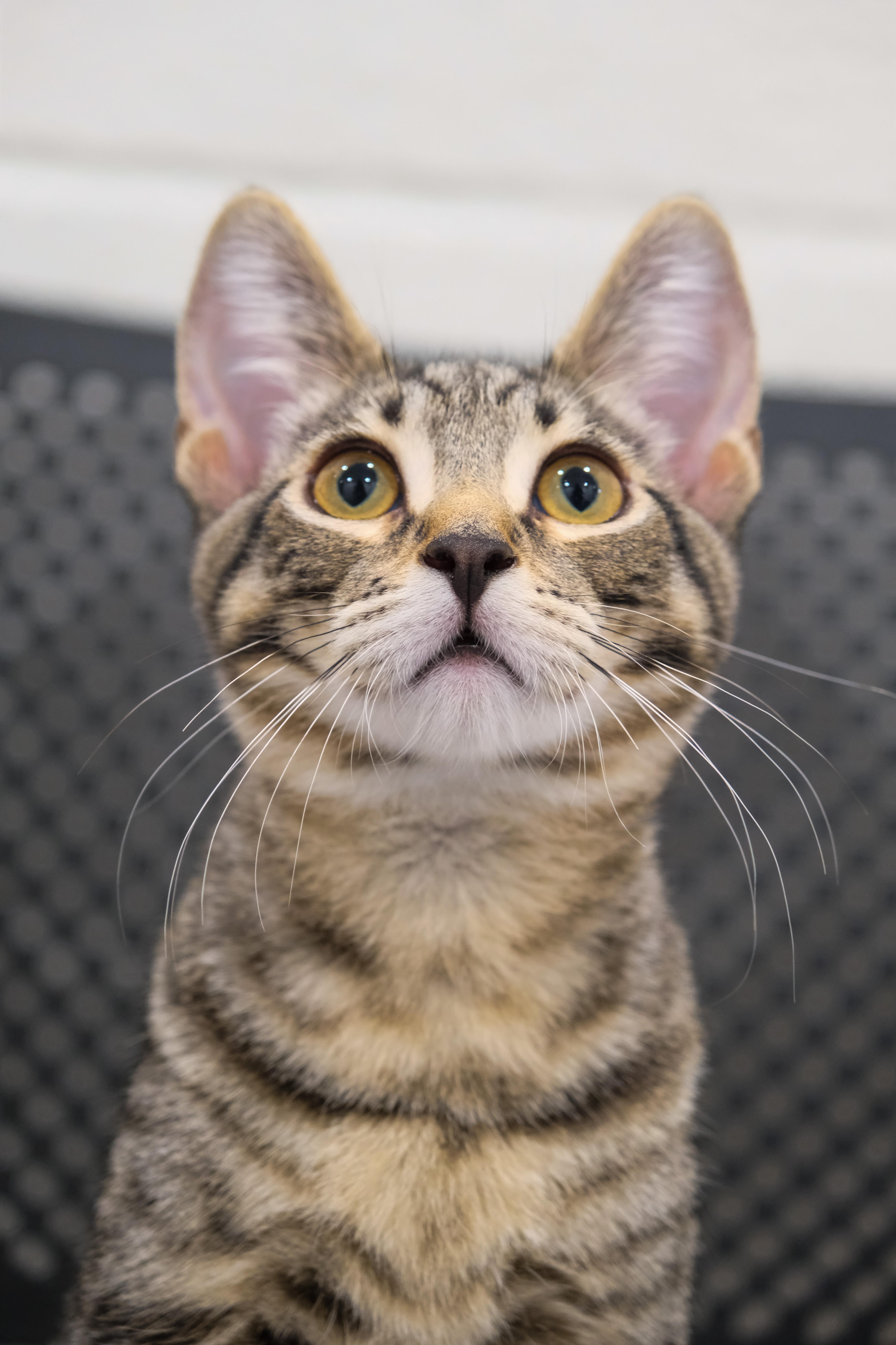 Luke, Adoptable, Kitten Male Domestic Short Hair.