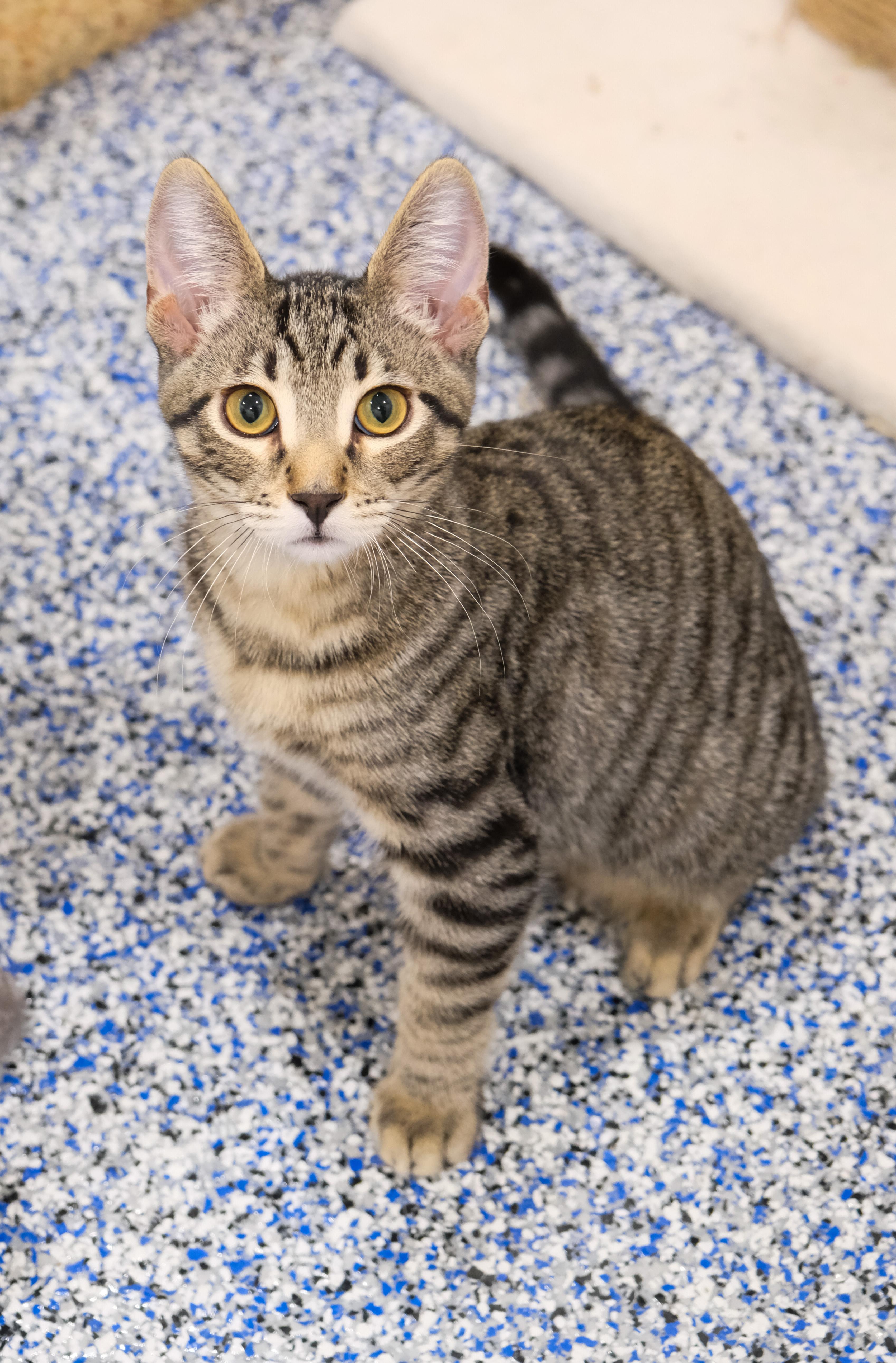 Luke, a Adoptable Domestic Short Hair in Newport Beach, CA image 2/6