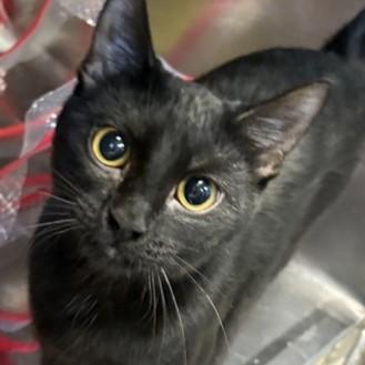 Victoria (bonded with Vern)