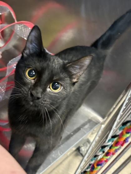 Victoria (bonded with Vern) — thumbnail 2