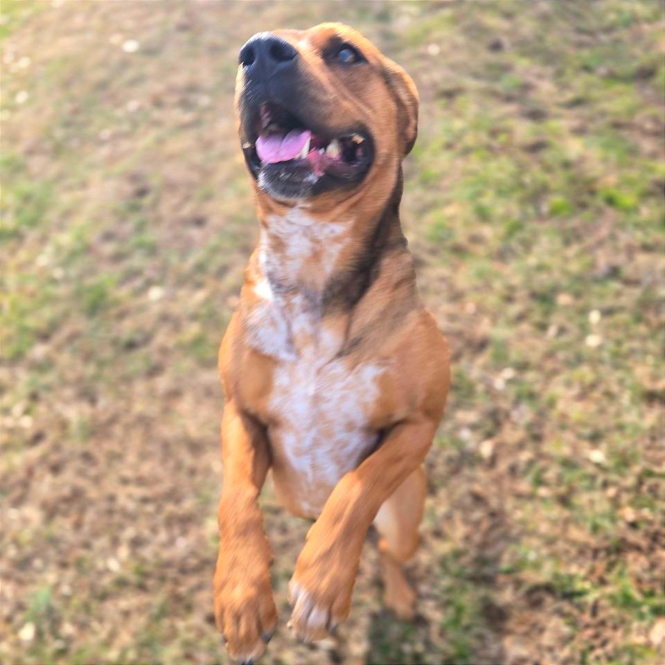 Enlarge Chani, a Adoptable Mixed Breed in Chattanooga, TN image 1/6