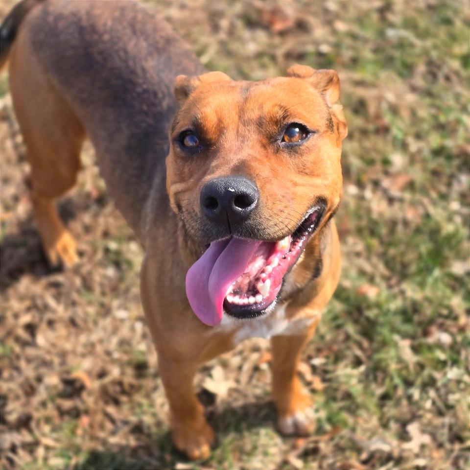 Enlarge Chani, a Adoptable Mixed Breed in Chattanooga, TN image 2/6