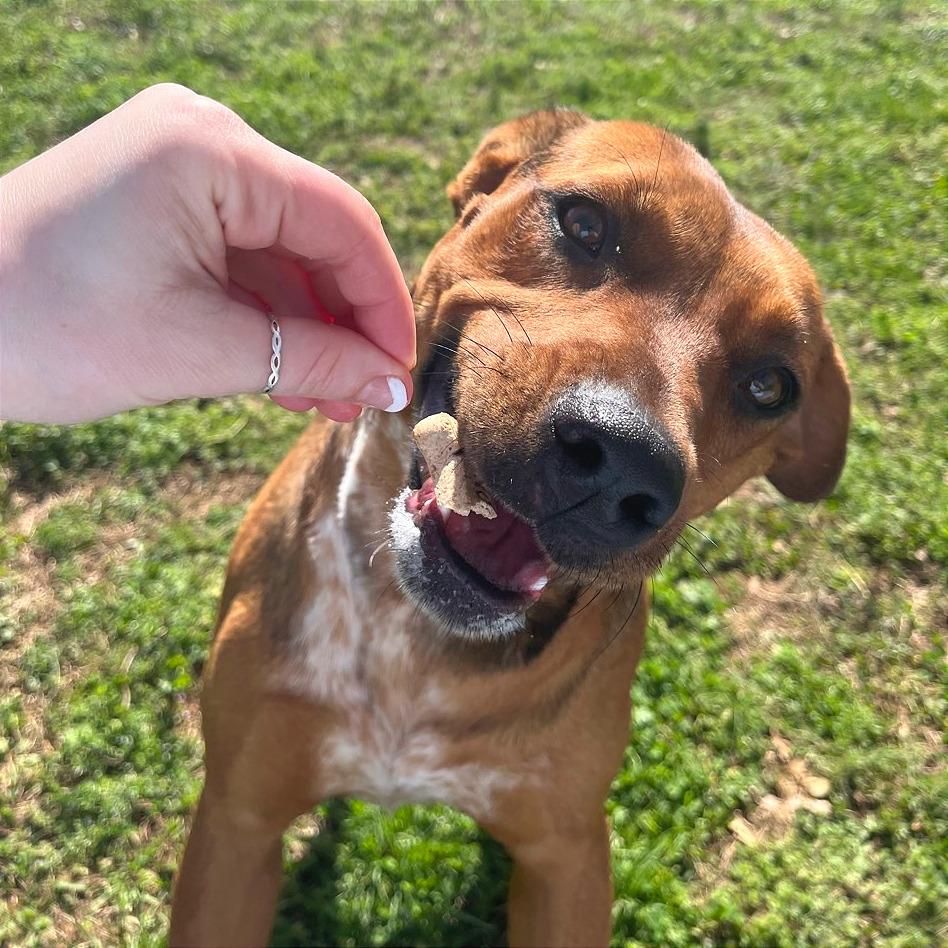 Enlarge Chani, a Adoptable Mixed Breed in Chattanooga, TN image 3/6