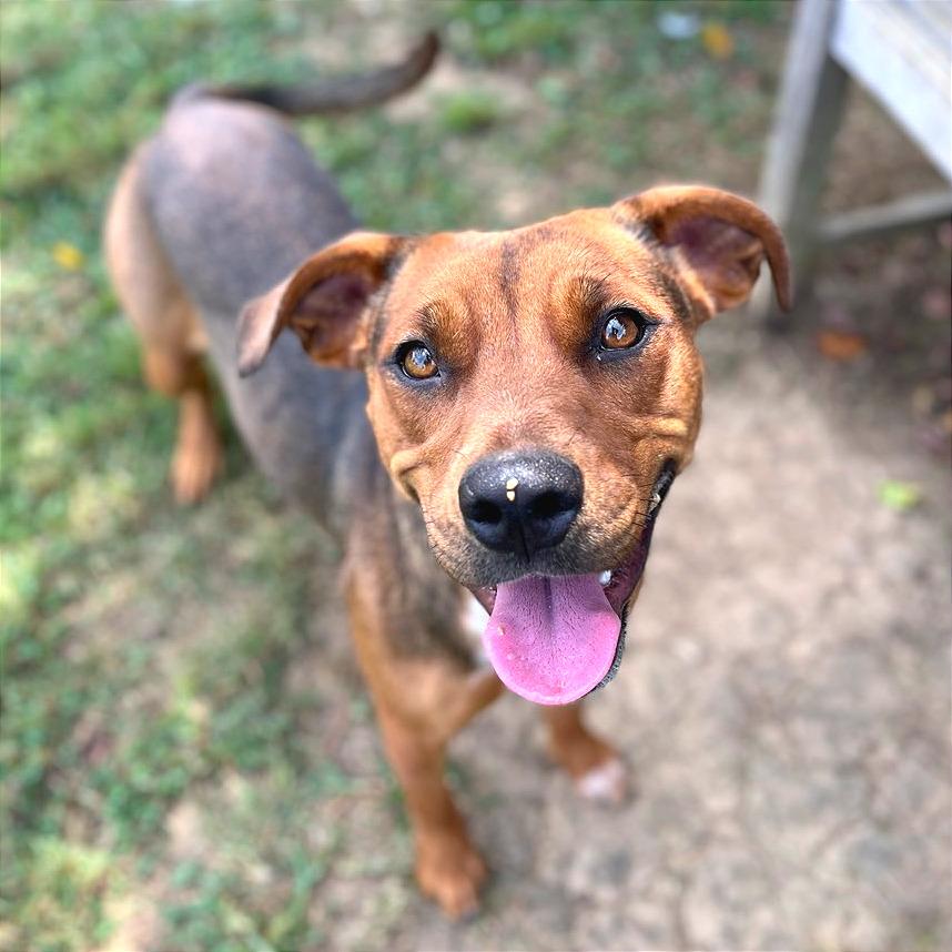 Chani, Adoptable, Adult Female Mixed Breed.