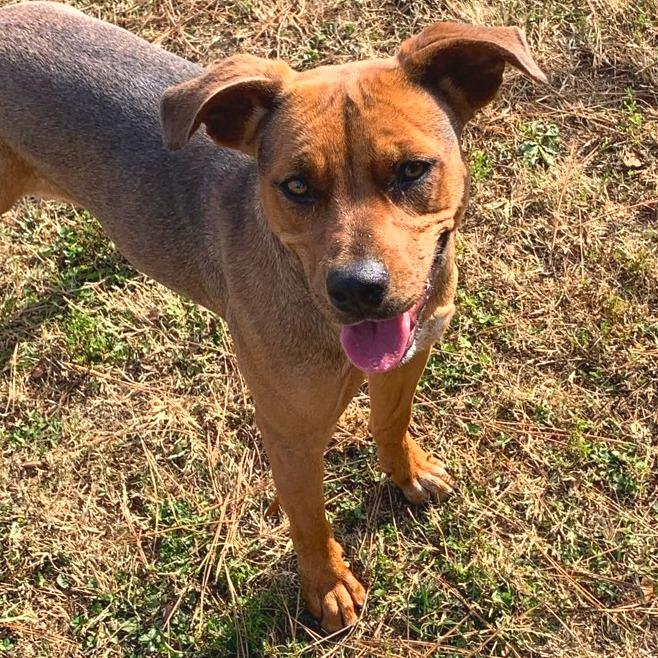 Enlarge Chani, a Adoptable Mixed Breed in Chattanooga, TN image 2/5