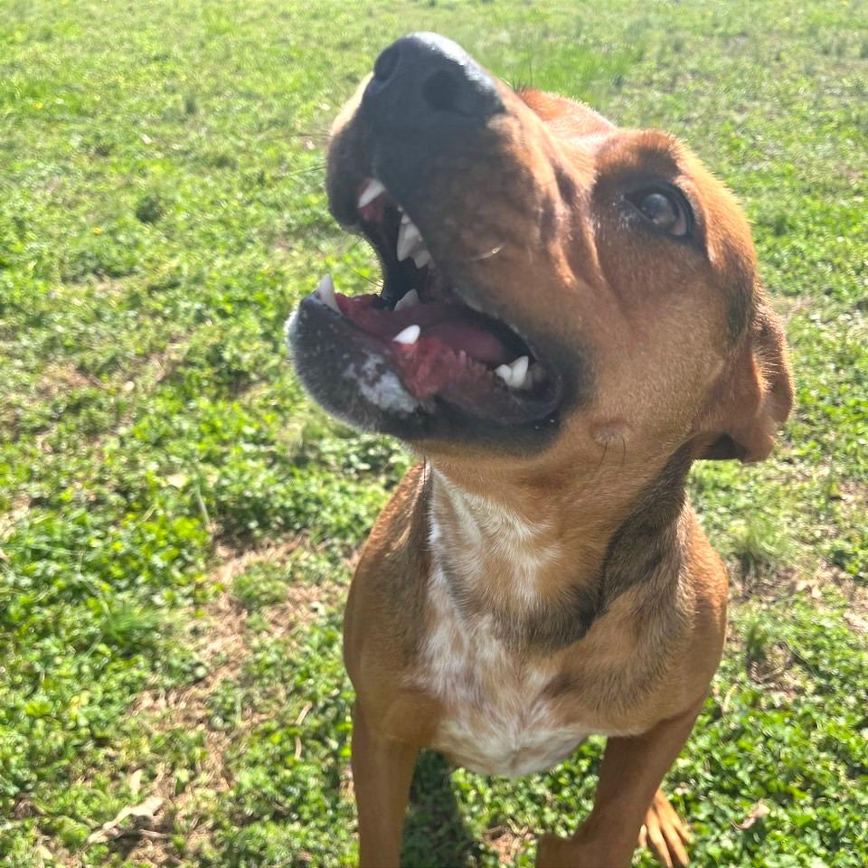 Enlarge Chani, a Adoptable Mixed Breed in Chattanooga, TN image 4/6