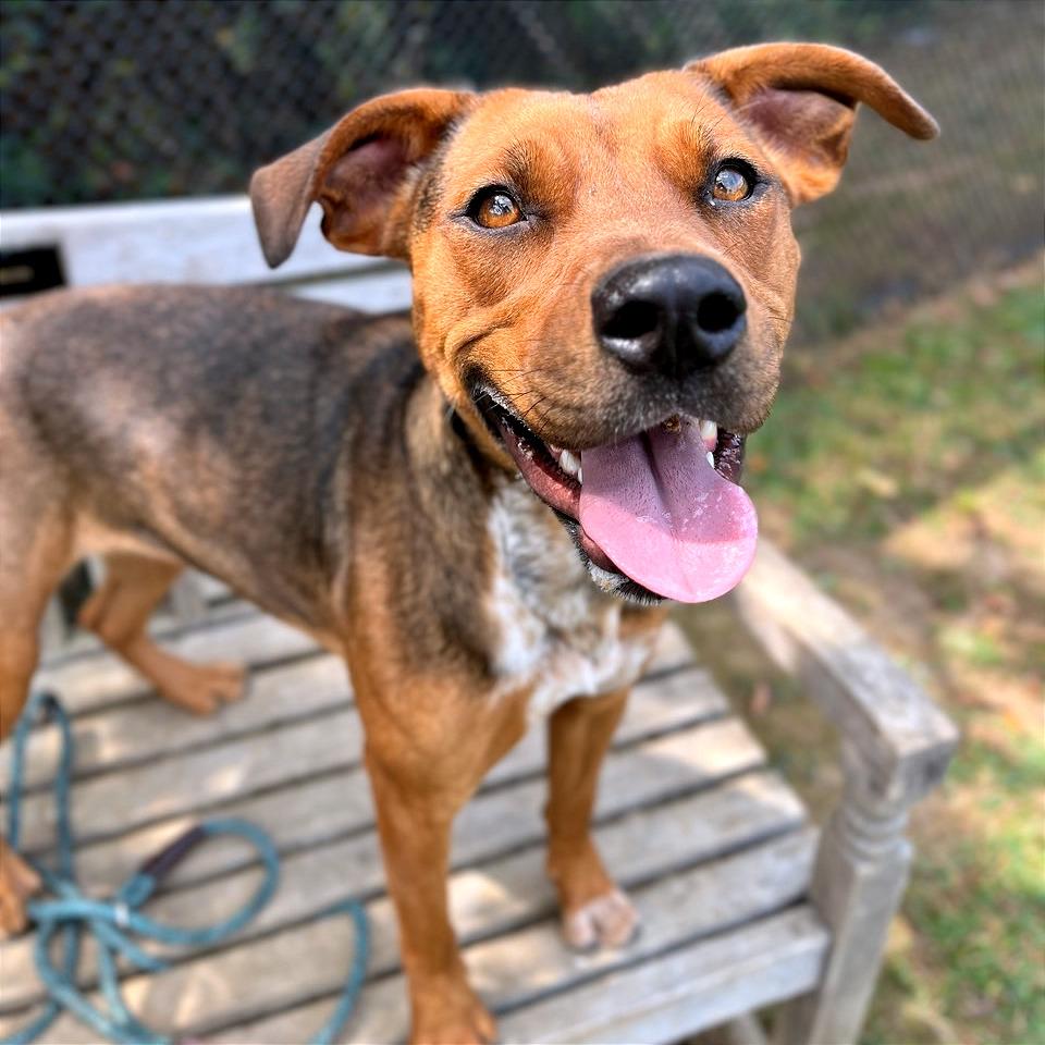 Enlarge Chani, a Adoptable Mixed Breed in Chattanooga, TN image 3/5